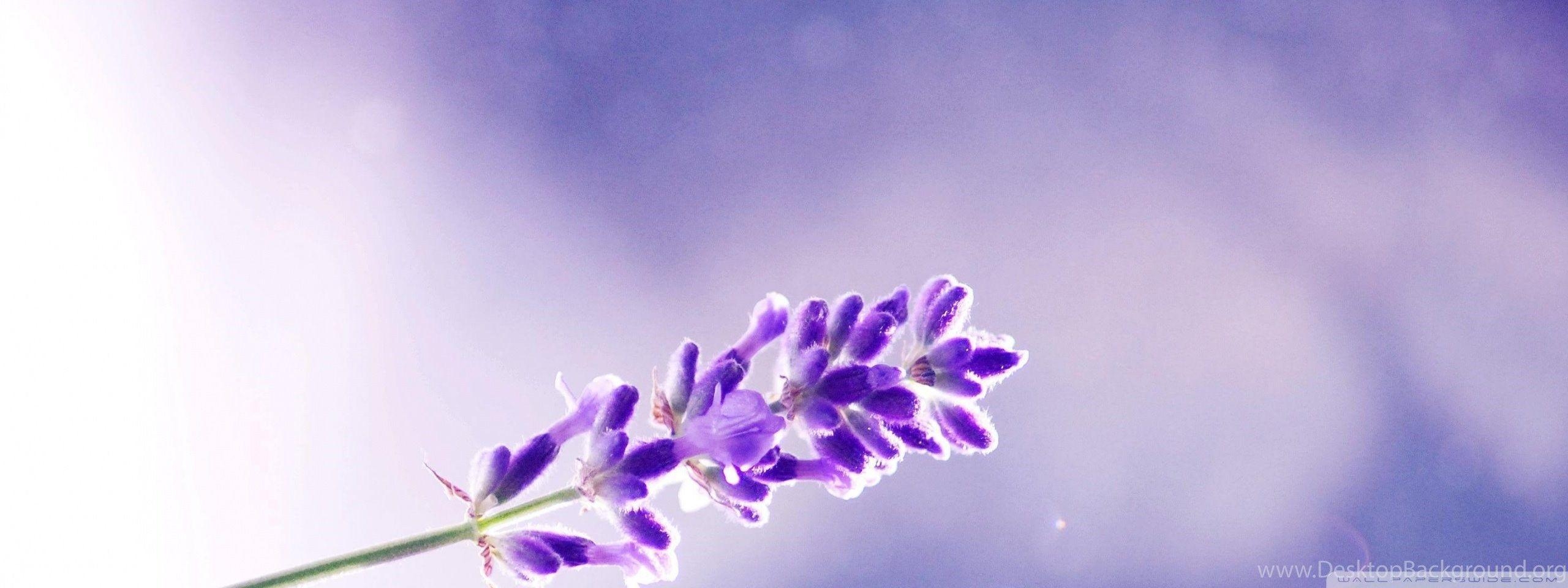 Lavendel, Blüten, Natur, Desktop, Lila, 2560x960 Dual Screen Desktop