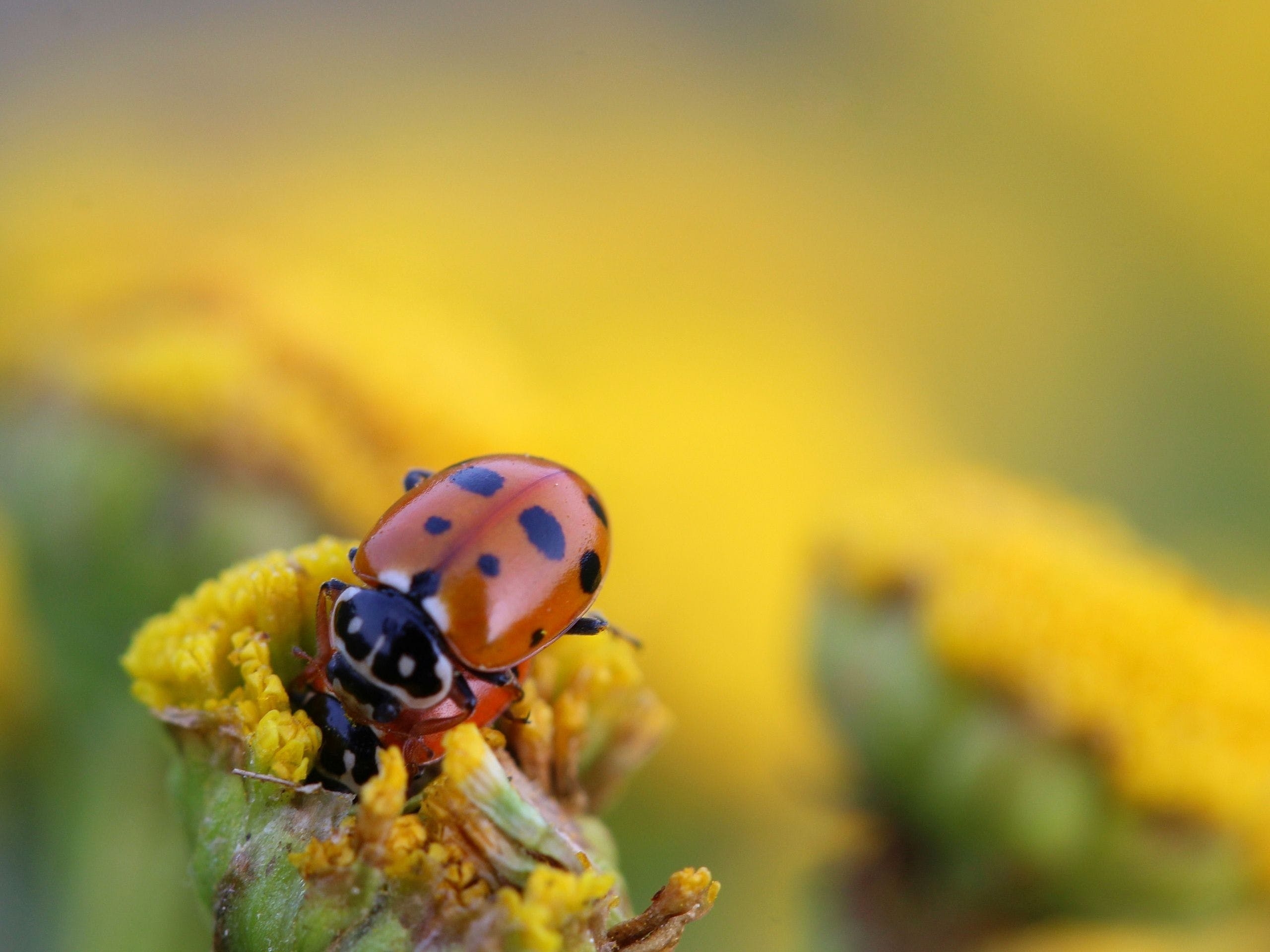 Marienkäfer, Käfer, Insekt, HD, Natur, 2560x1920 HD Desktop