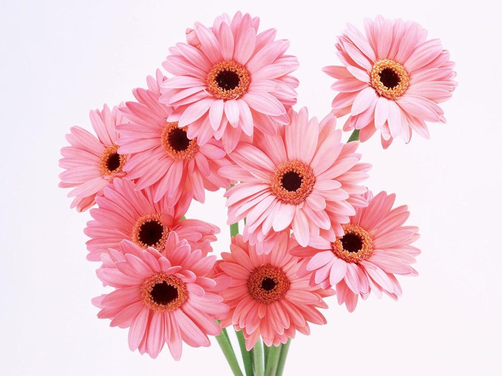 Gerbera Gänseblümchen, 768px, Blumen, Hintergrund, Natur, 1030x770 HD Desktop