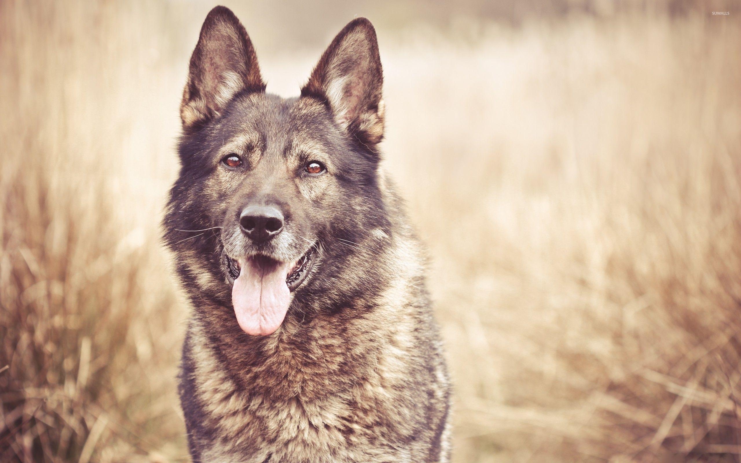 Niedlicher Schäferhund, Tier Wallpaper, Haustier Fotos, Hunde, Hintergrund, 2560x1600 HD Desktop