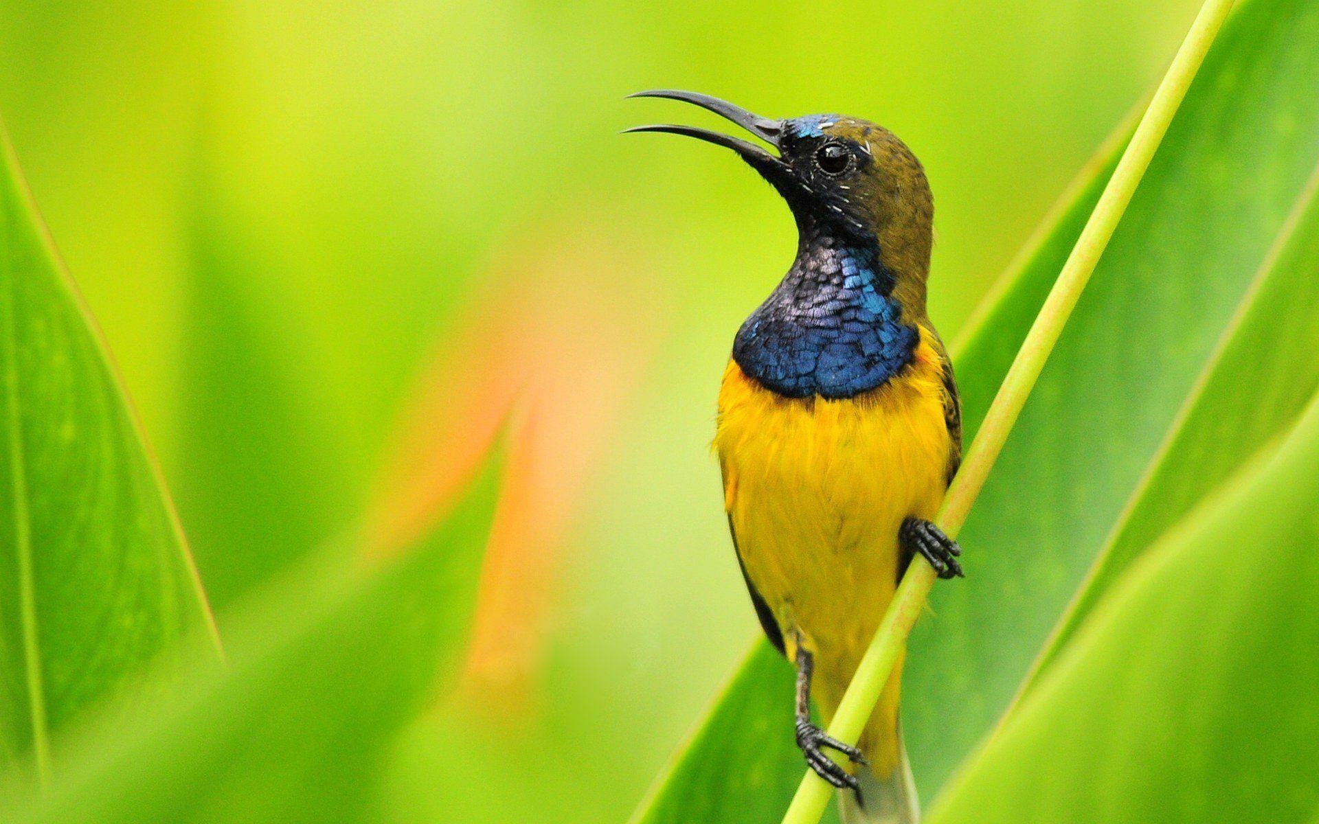 Kolibri, HD Hintergrund, Fotografie, Vogel, Bild, 1920x1200 HD Desktop