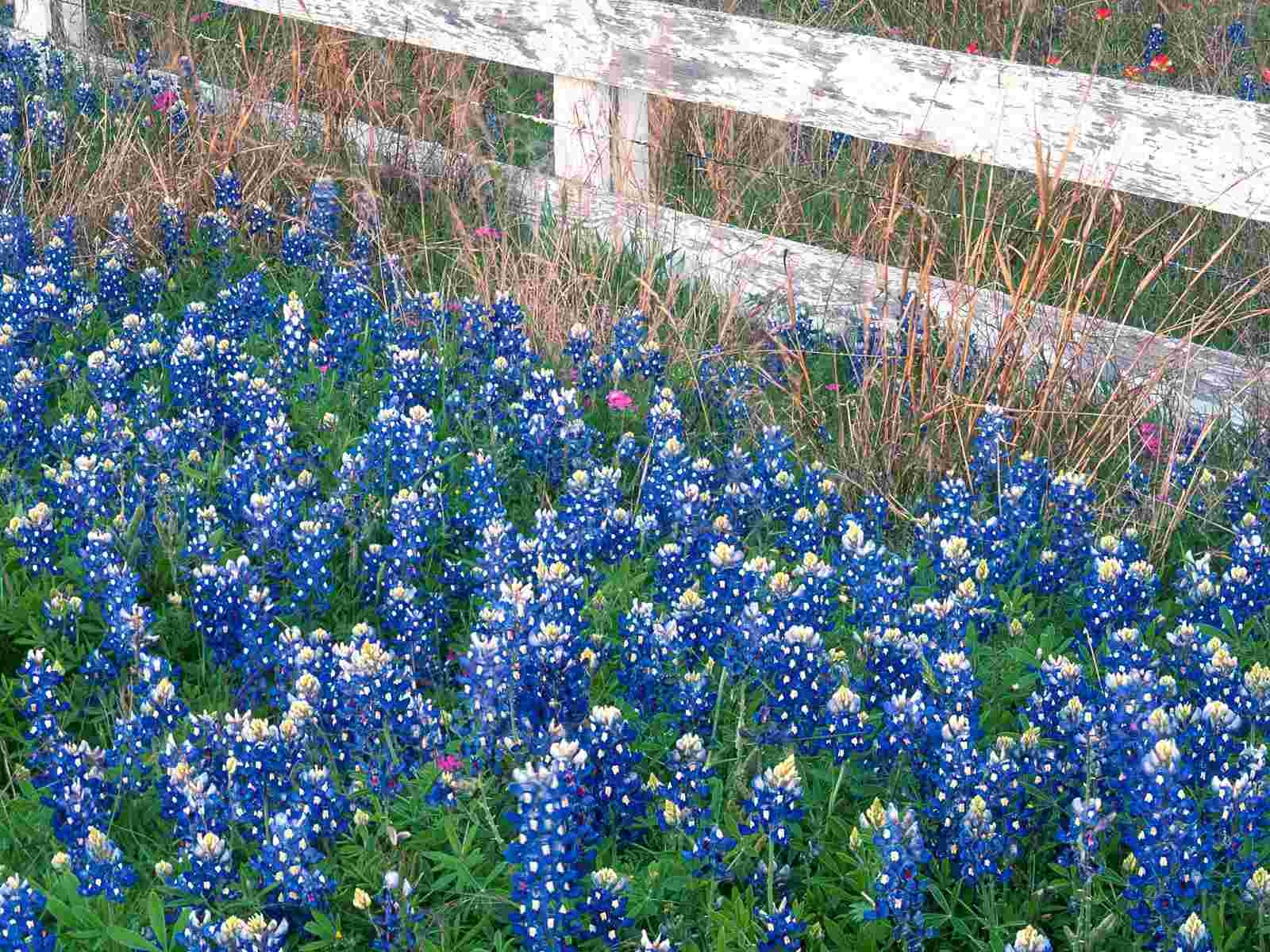 Texas Hill Country, Desktop, Landschaft, Natur, Texas, 1600x1200 HD Desktop