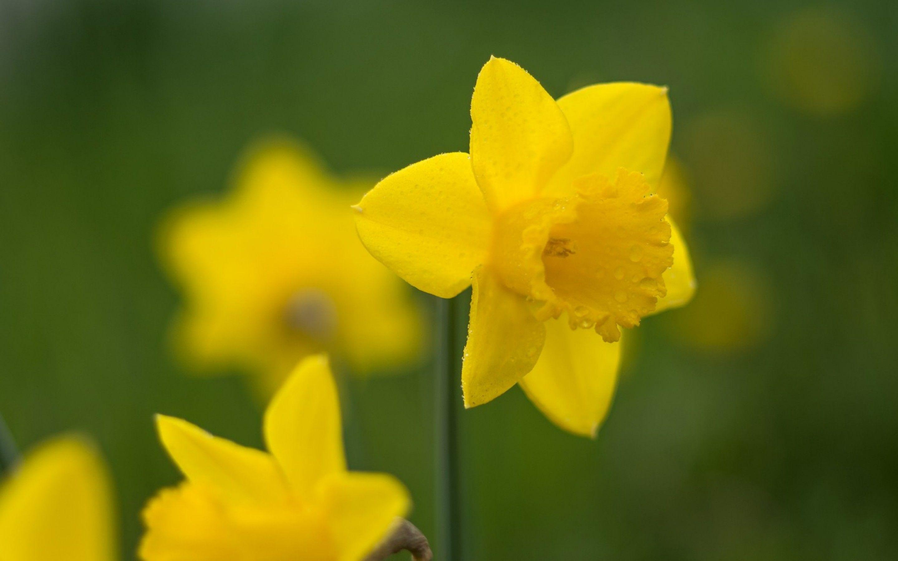 Narzisse, Natur, Landschaft, Frühling, Blume, 2880x1800 HD Desktop