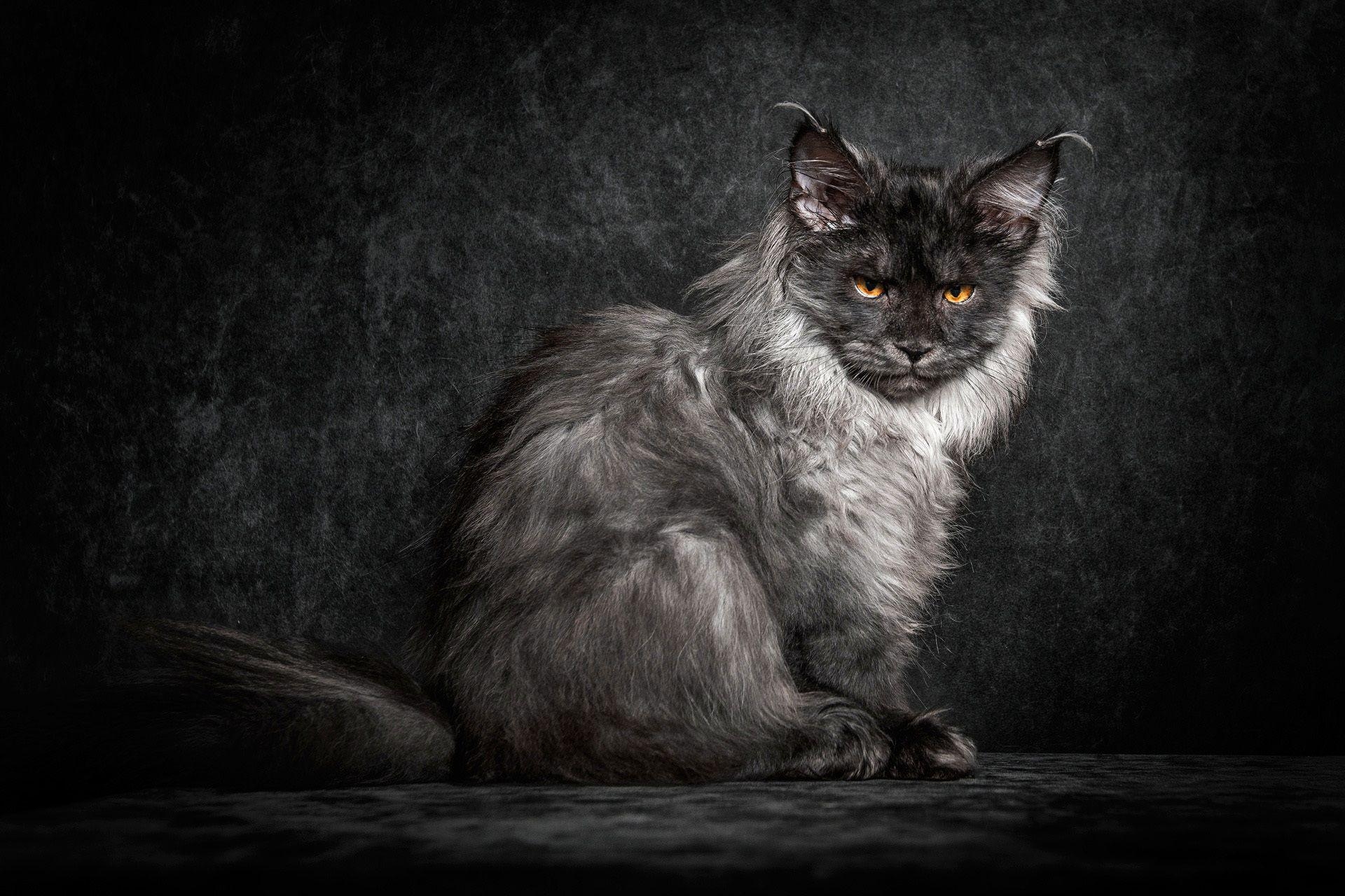 Maine Coon, Katze, Schwarz, Kätzchen, HD, 1920x1280 HD Desktop