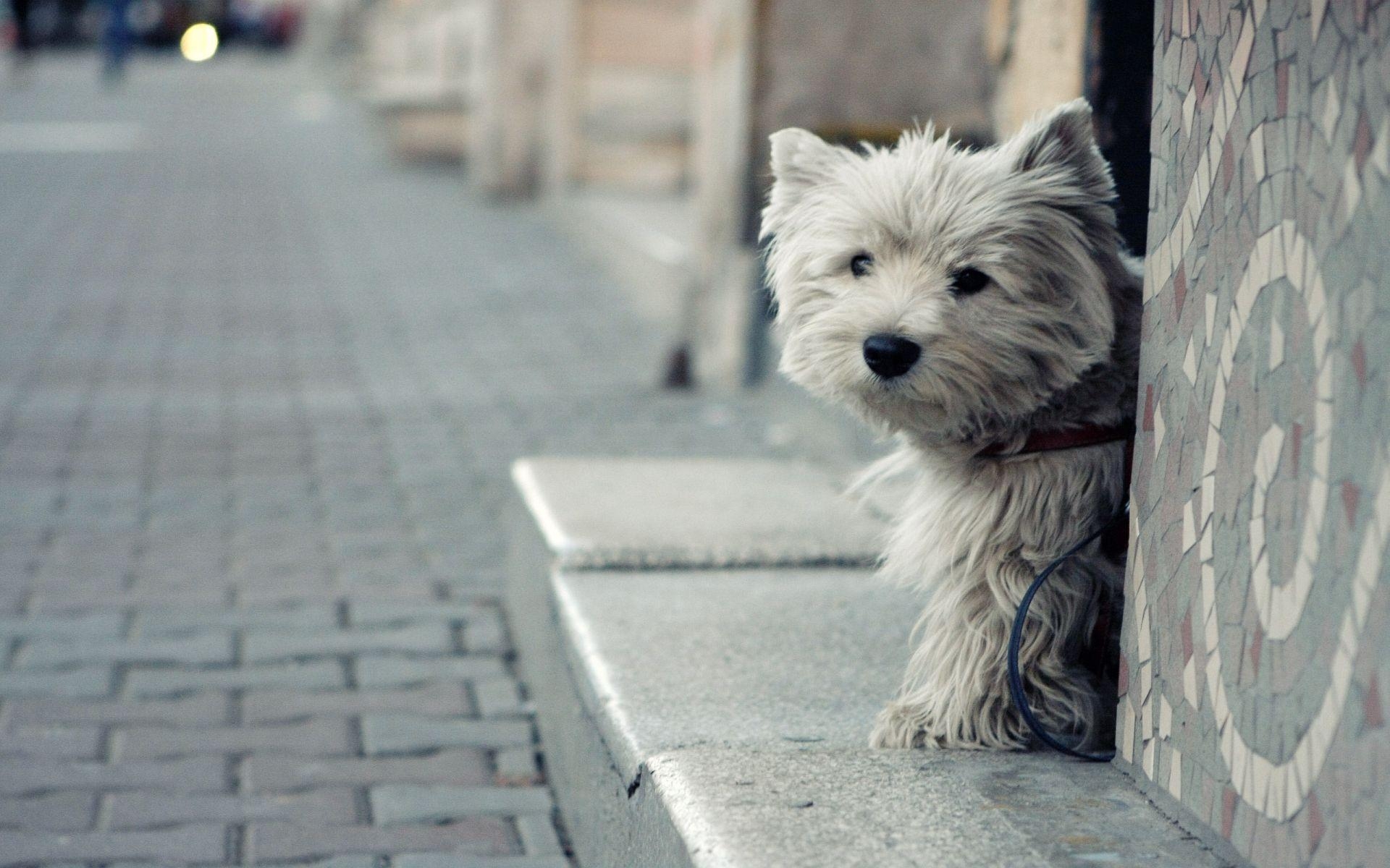 Yorkshire Terrier, HD, Hund, Tierakzent, Hintergrund, 1920x1200 HD Desktop