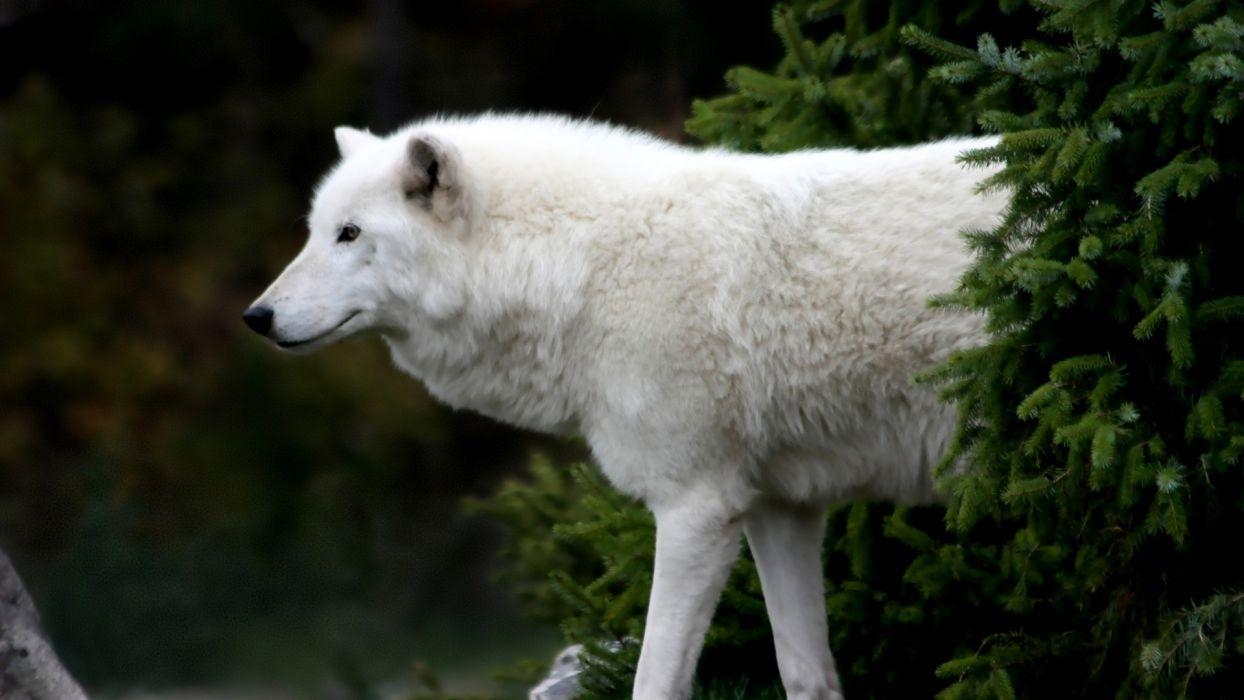 Arktischer Wolf, 1080p, Tierwelt, Weiß, Kälte, 1250x700 HD Desktop