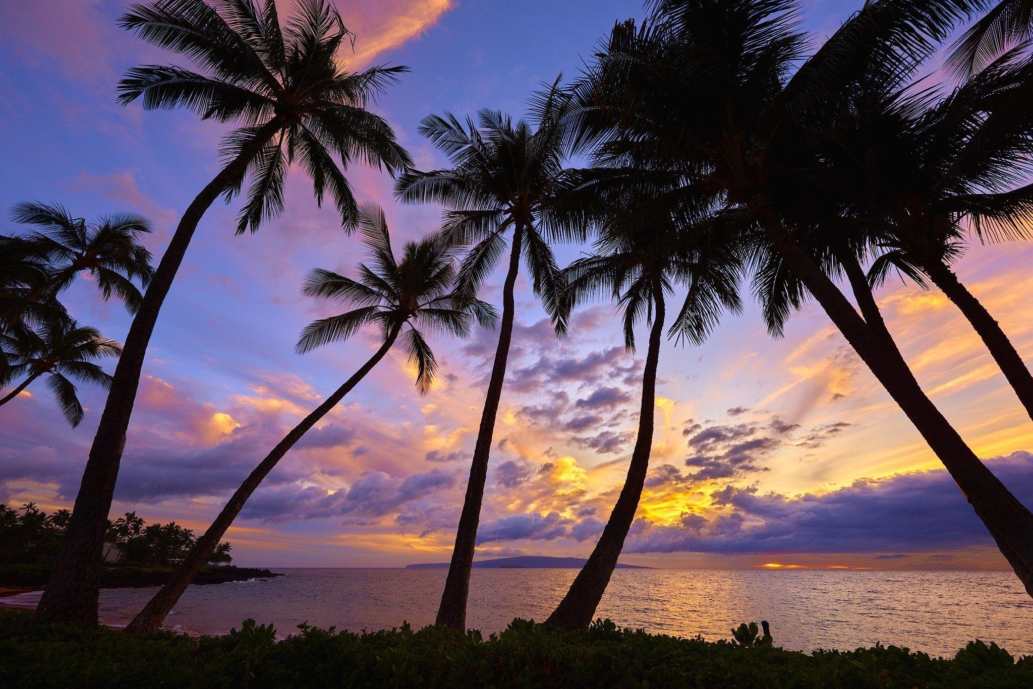 Palmen, Natur, Hintergrundbild, Exotische Bäume, 2050x1370 HD Desktop