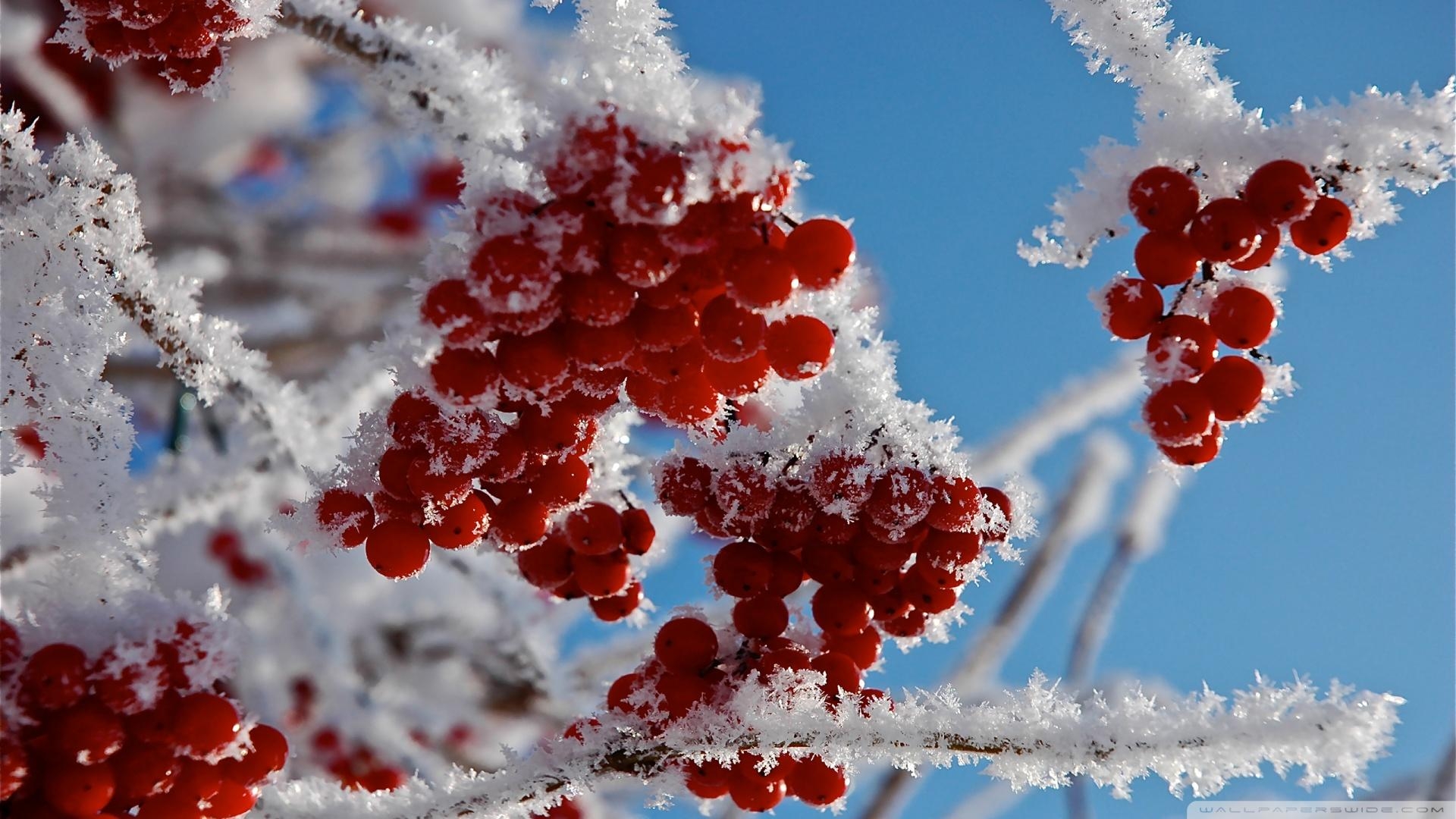 Winterbeeren, Beeren, Natur, Kälte, Pflanzen, 1920x1080 Full HD Desktop