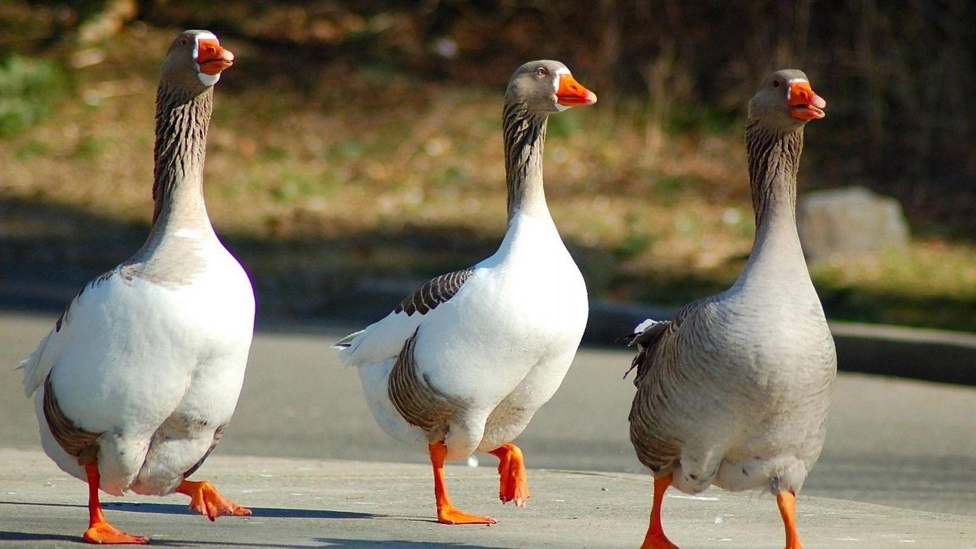 Gänse, Vögel, Spaziergang, Tiere, Bild, 1920x1080 Full HD Desktop