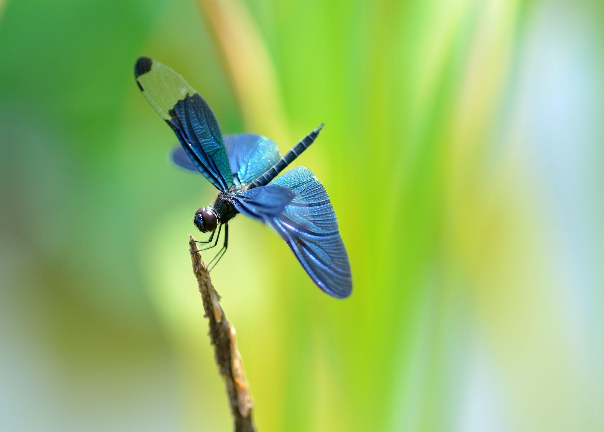 Insekten, Libellen, Tiere, HD, Naturbild, 2050x1470 HD Desktop