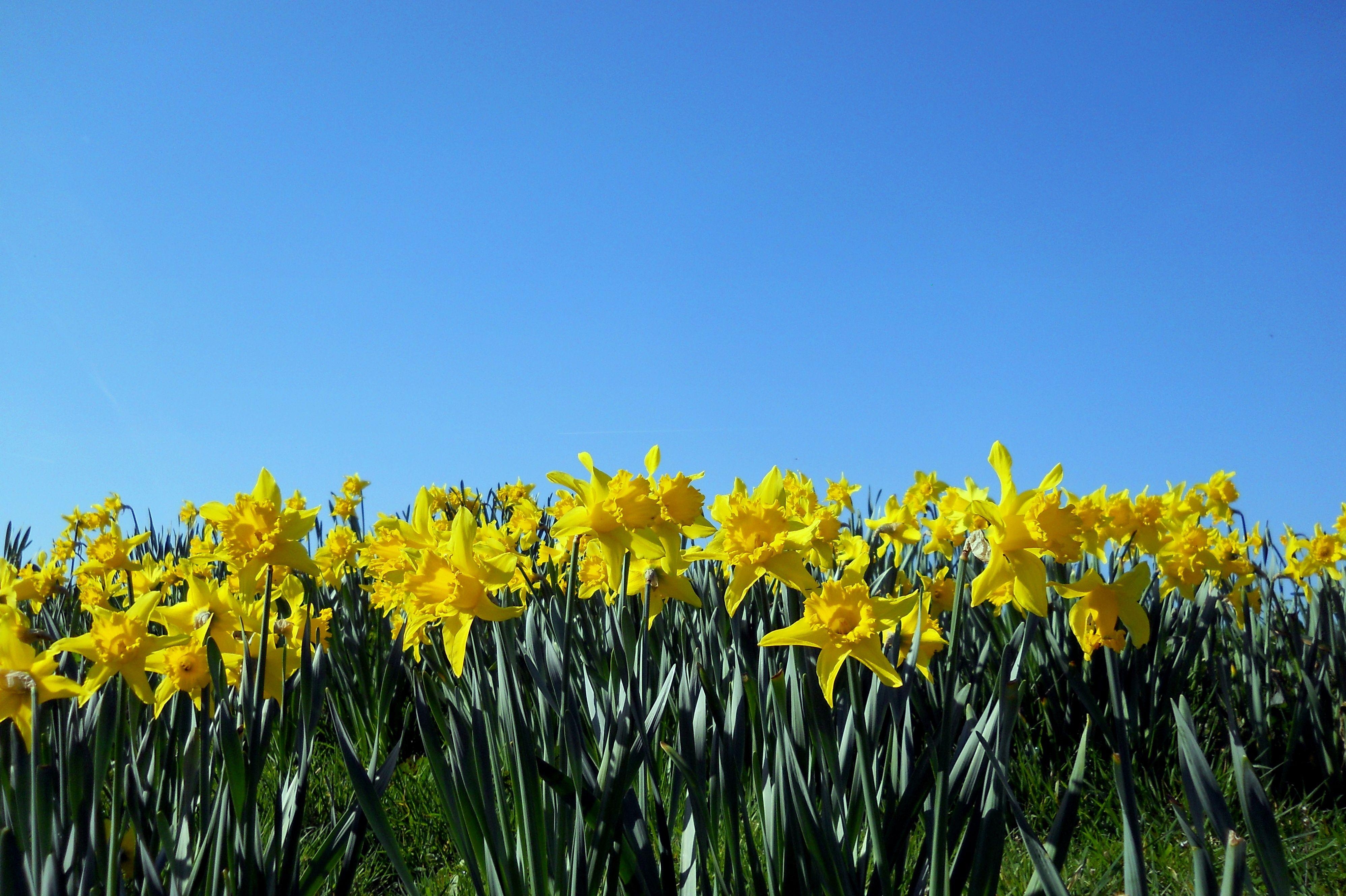 Narzisse, Frühling, Blumen, Natur, HD, 4000x2660 4K Desktop