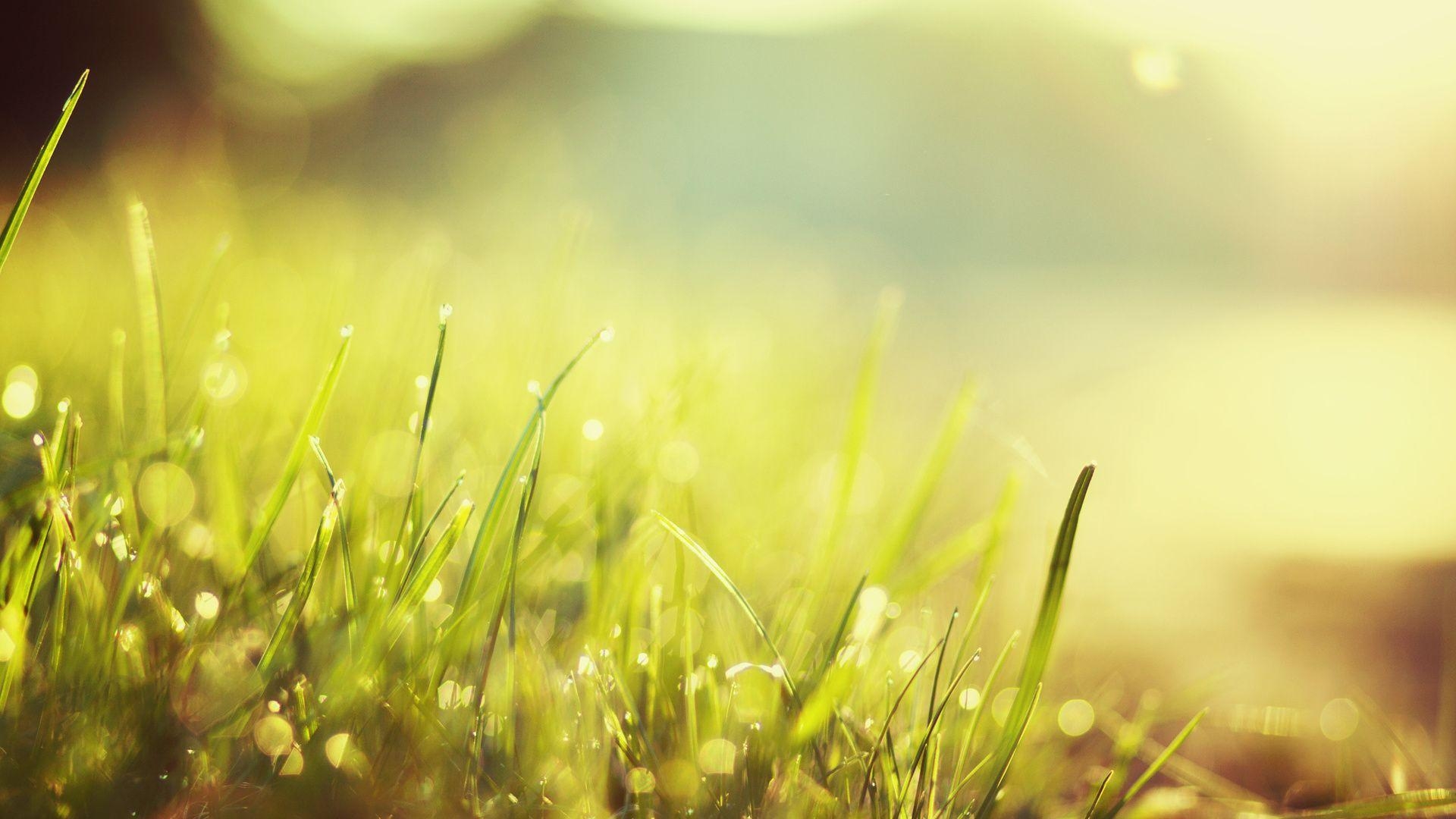 Gras, HD, Hintergrund, Natur, Frisch, 1920x1080 Full HD Desktop