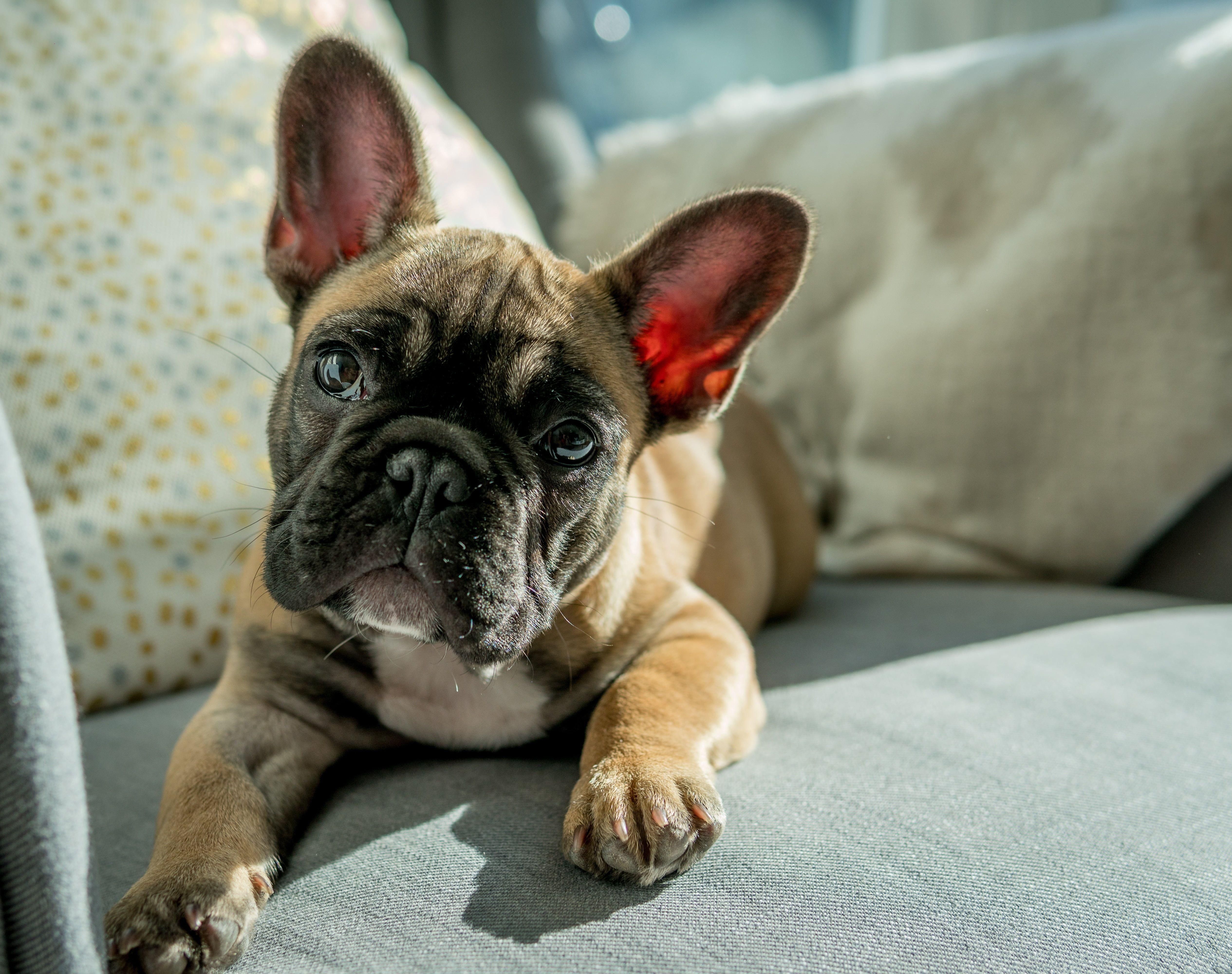 Erwachsene Bulldogge, Tan, HD, Hintergrund, Haustier, 5060x4000 4K Desktop