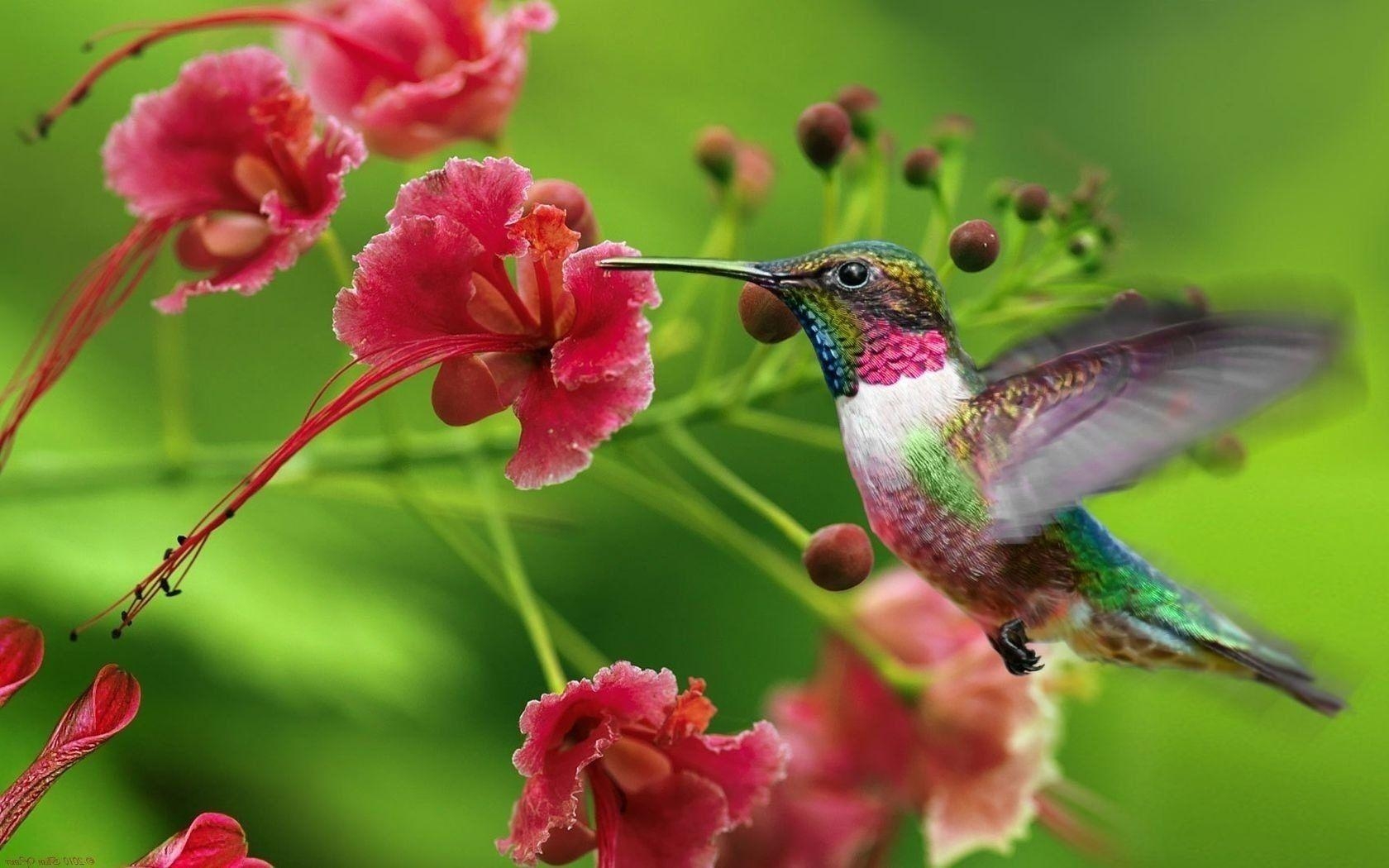 Kolibri, HD, Hintergrund, Tropischer Vogel, Farbenfroh, 1680x1050 HD Desktop