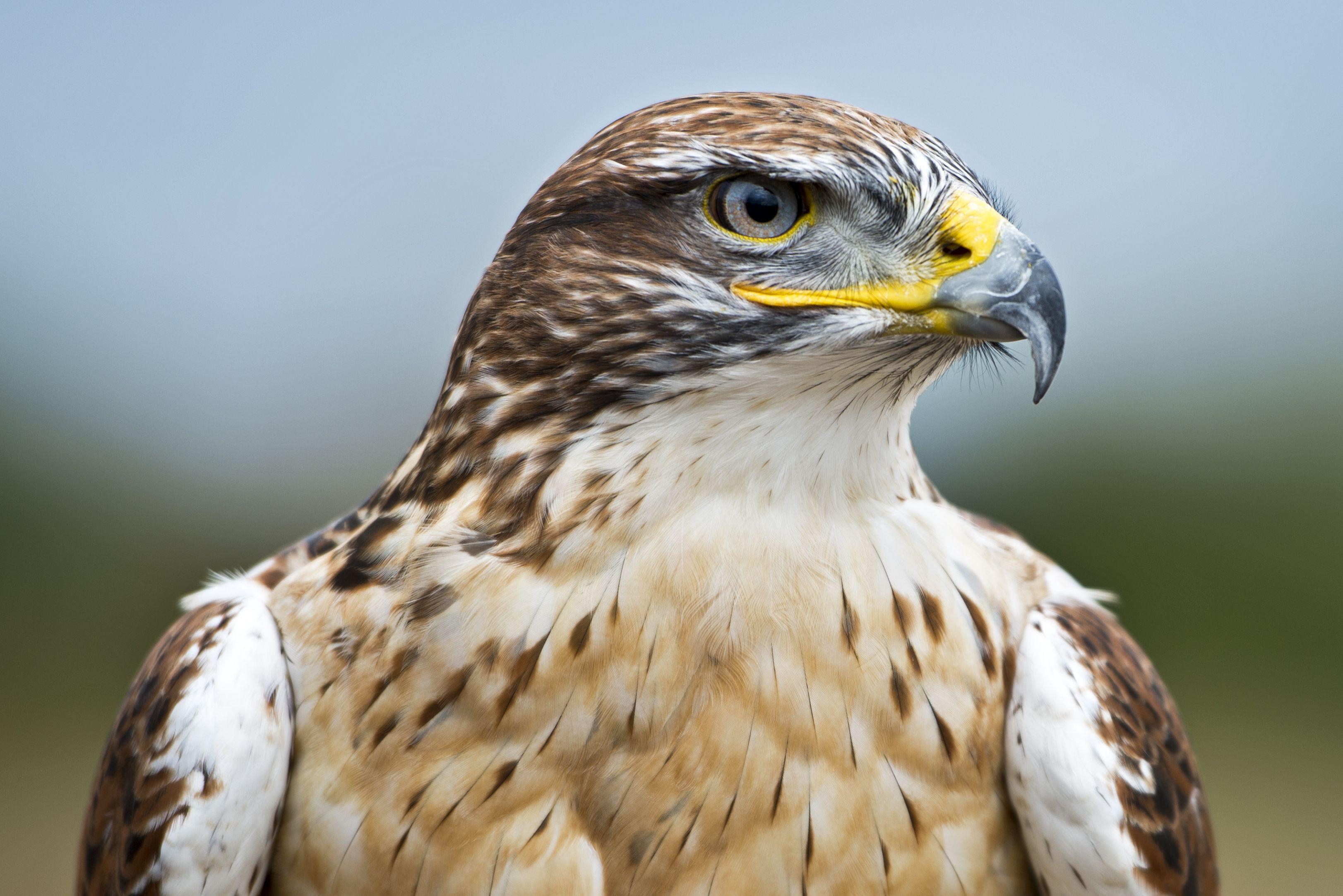 Falken Kopf, beste Bilder, Tiere, Greifvogel, 3250x2170 HD Desktop