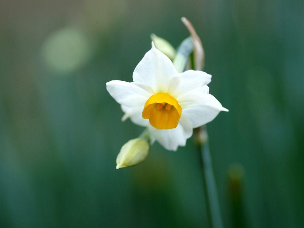 Narzisse, Blumen, HD, Bild, Frühling, 1030x770 HD Desktop