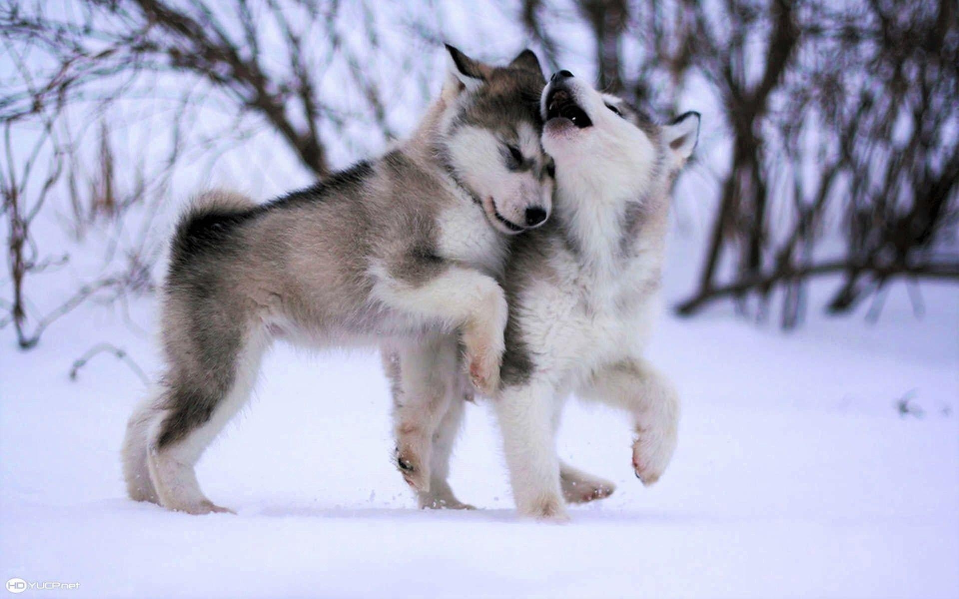 Huskies, Baby, Welpen, Sibirisch, Hunde, 1920x1200 HD Desktop