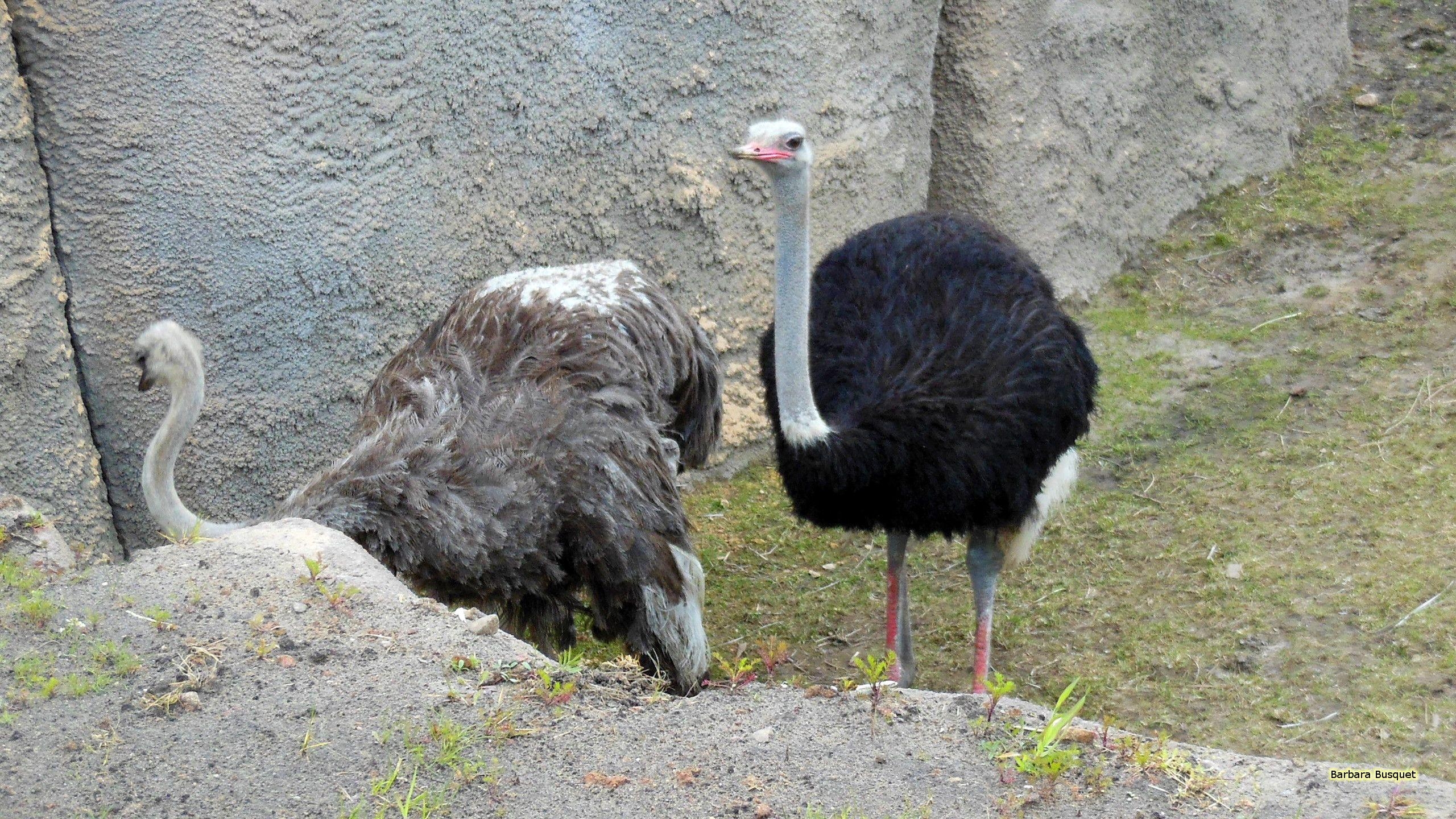 Strauß, HD Hintergrund, Tiere, Vogel, Fauna, 2560x1440 HD Desktop