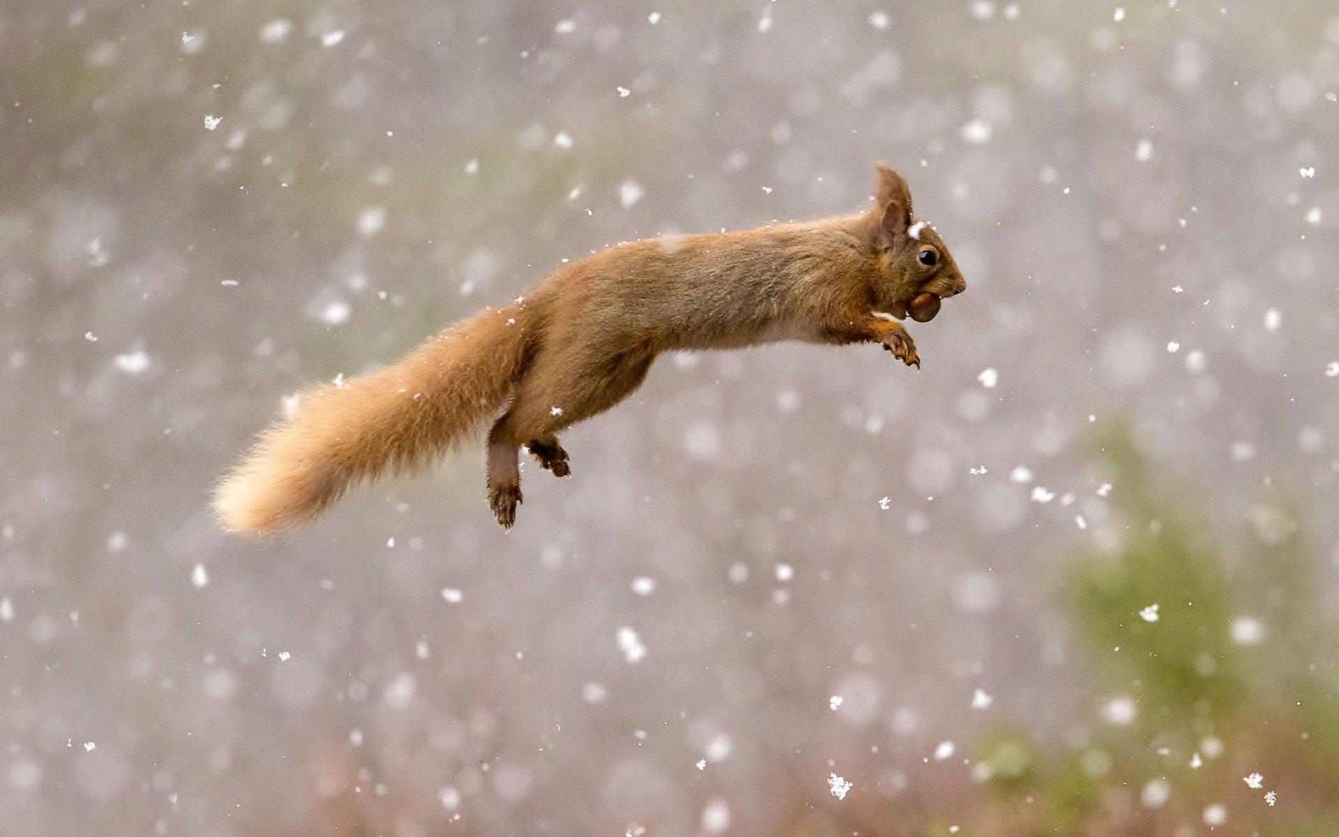 Eichhörnchen, Foto, Hintergrund, Handy, Schreibtisch, 1920x1200 HD Desktop