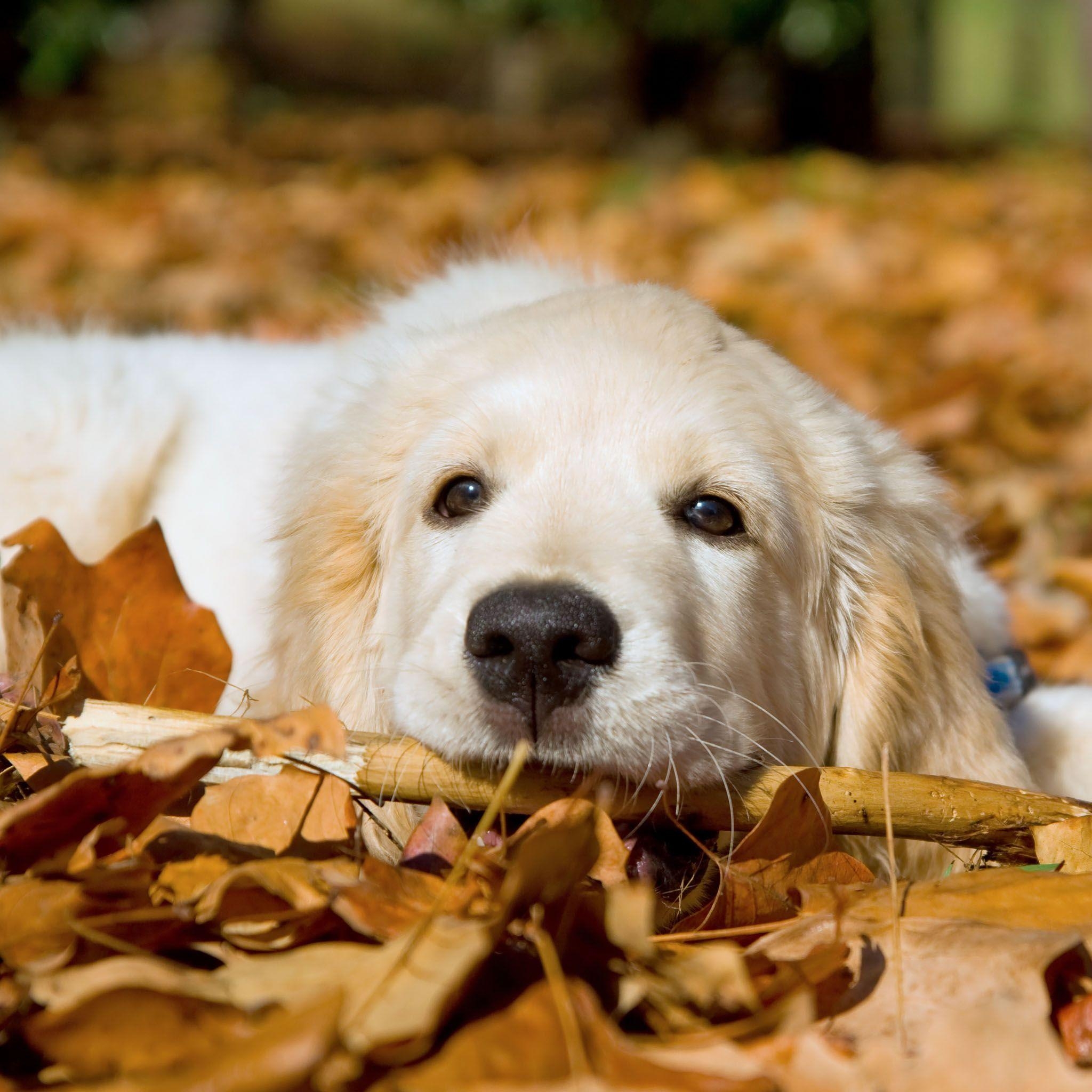 Golden Retriever, Hunde, Liebe, Tiere, Natur, 2050x2050 HD Handy