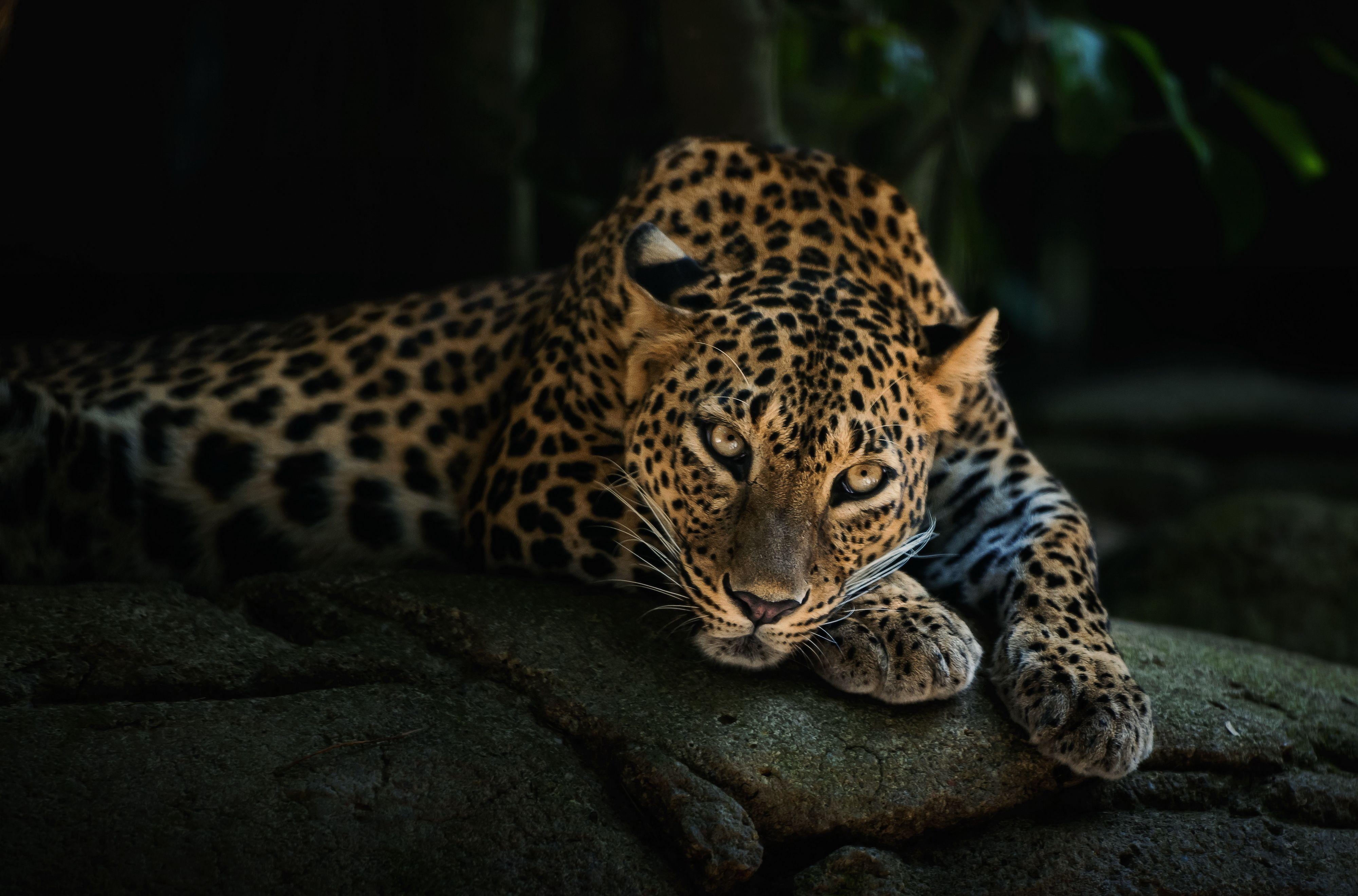 Leopard, 4K, Tier, Hintergrund, Bild, 4000x2640 4K Desktop