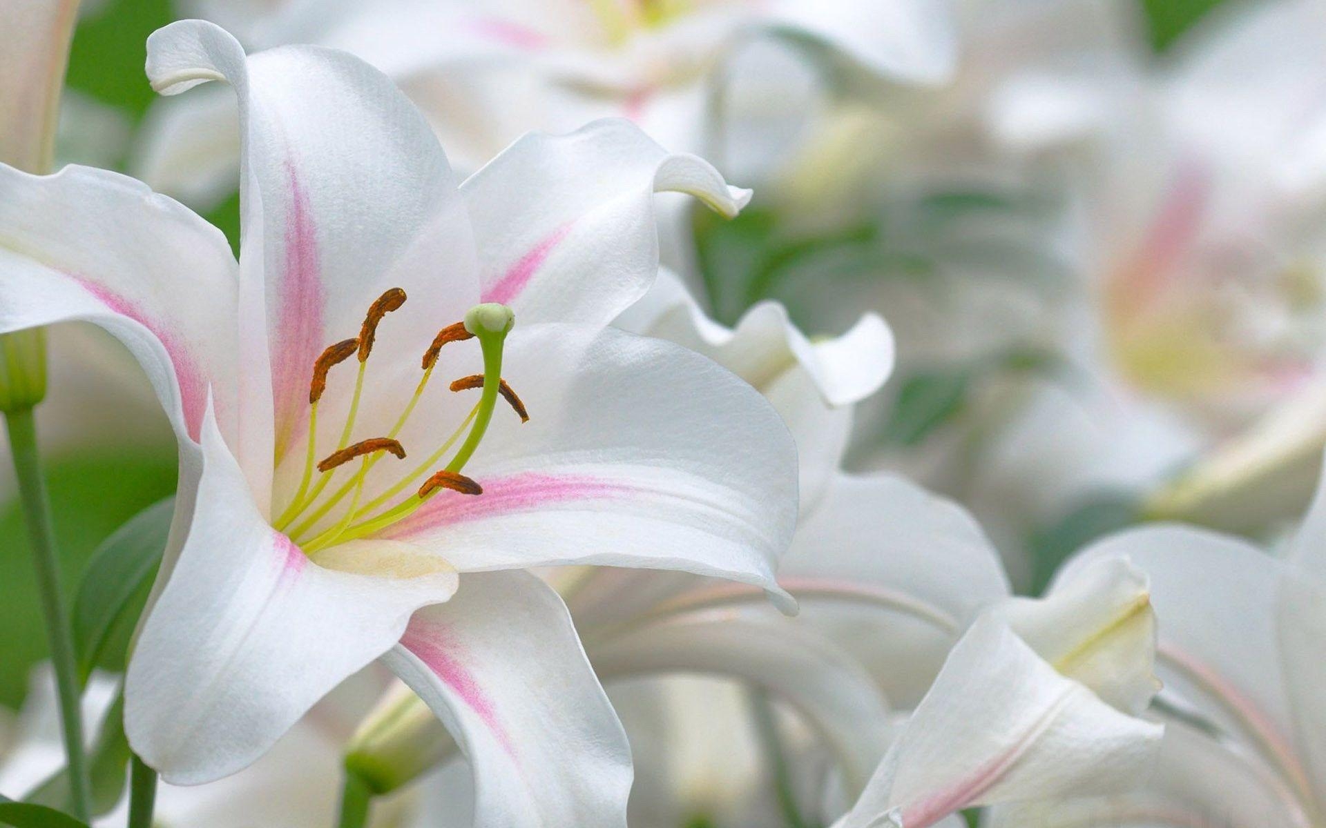 Lilien Natur, Hintergrund, Blumen, Schönheit, Lily, 1920x1200 HD Desktop