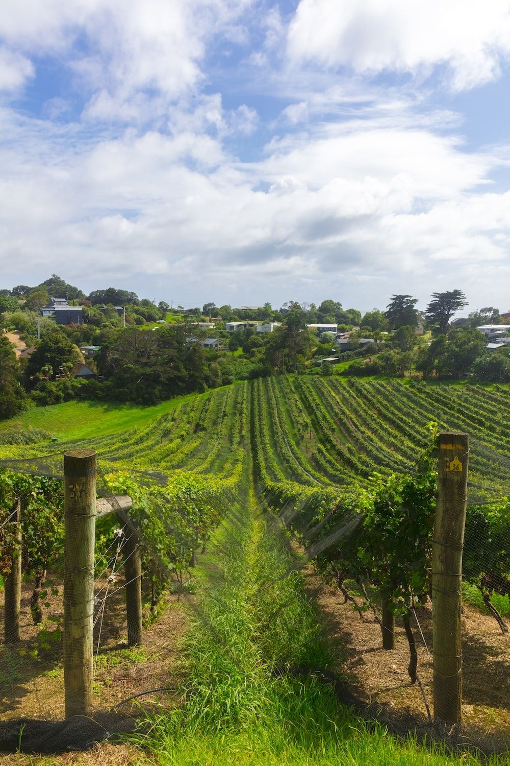 Napa Valley, Reisen, Weingut, USA, Landschaft, 1000x1500 HD Handy