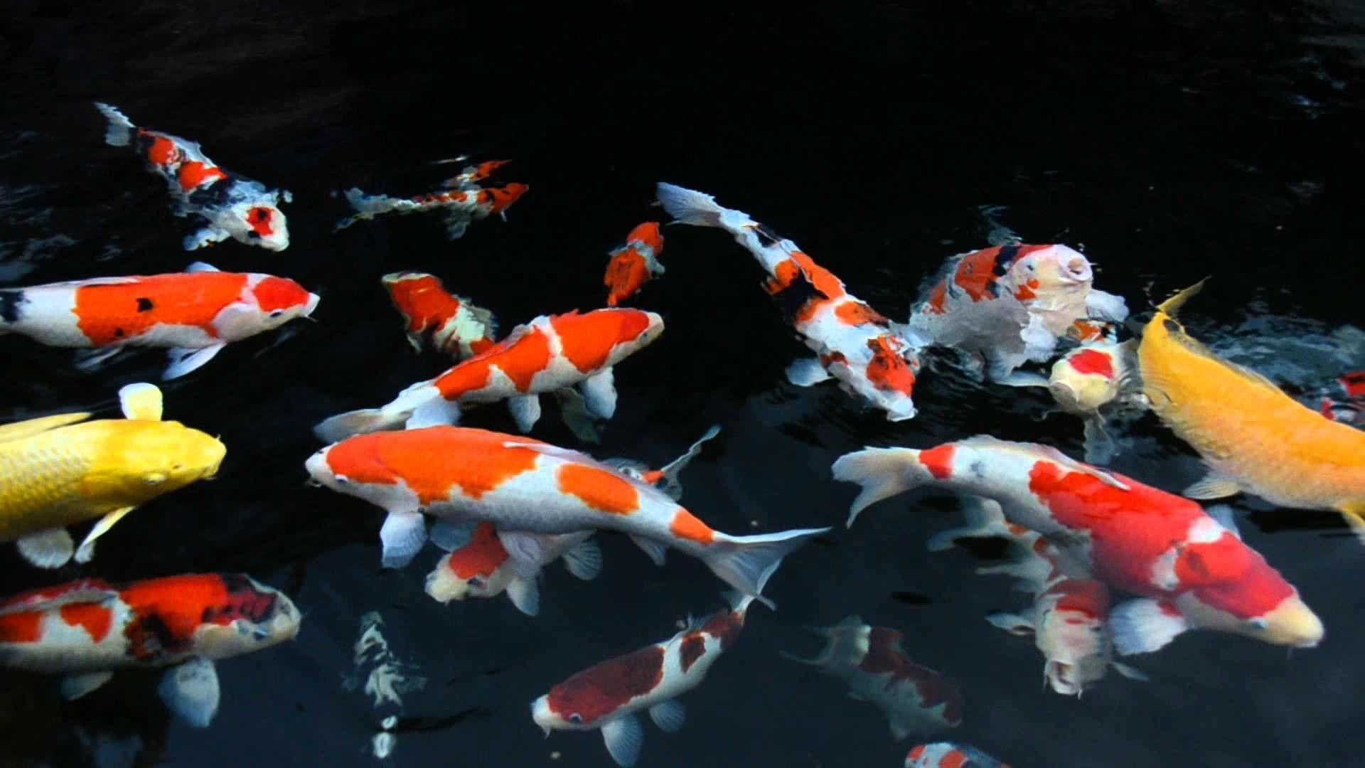 Koi, Lebendig, Wallpaper, HD, Fische, 1920x1080 Full HD Desktop