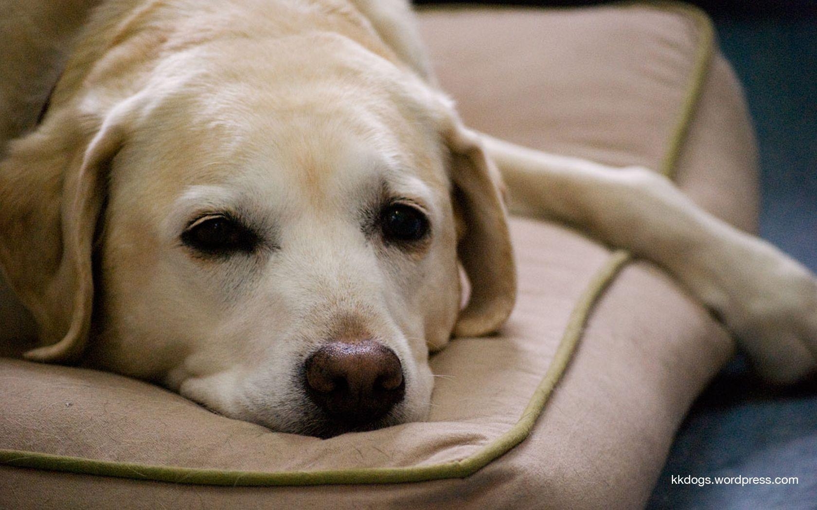 Labrador Retriever, Hintergrund, HD, Hund, 1680x1050 HD Desktop