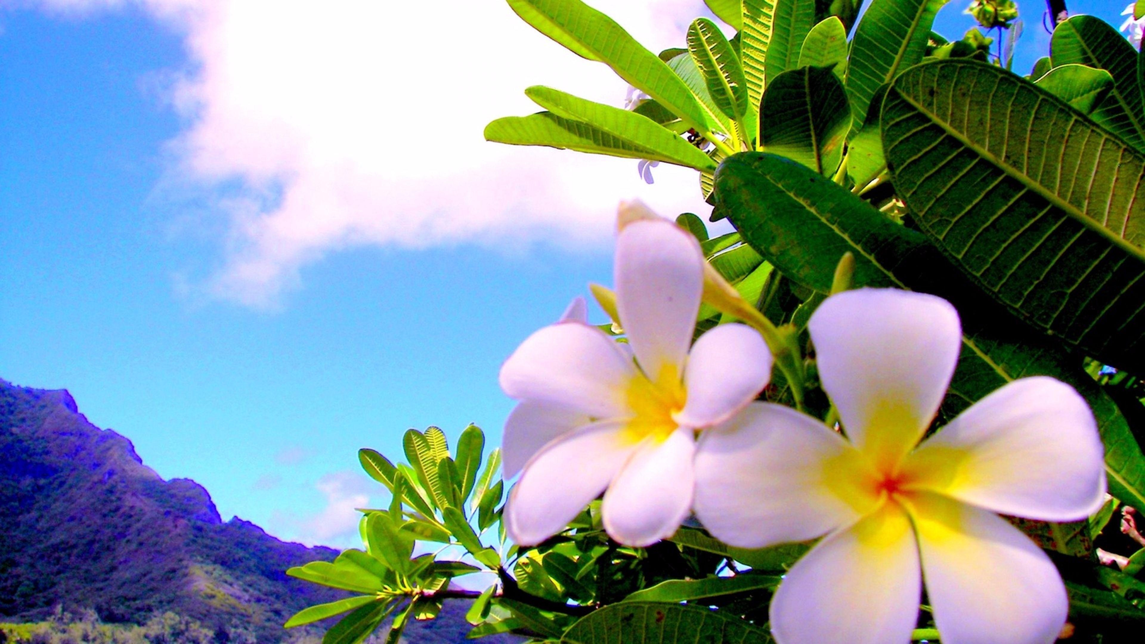 Plumeria, Natur, Kostenlos, Herunterladen, 4K, 3840x2160 4K Desktop