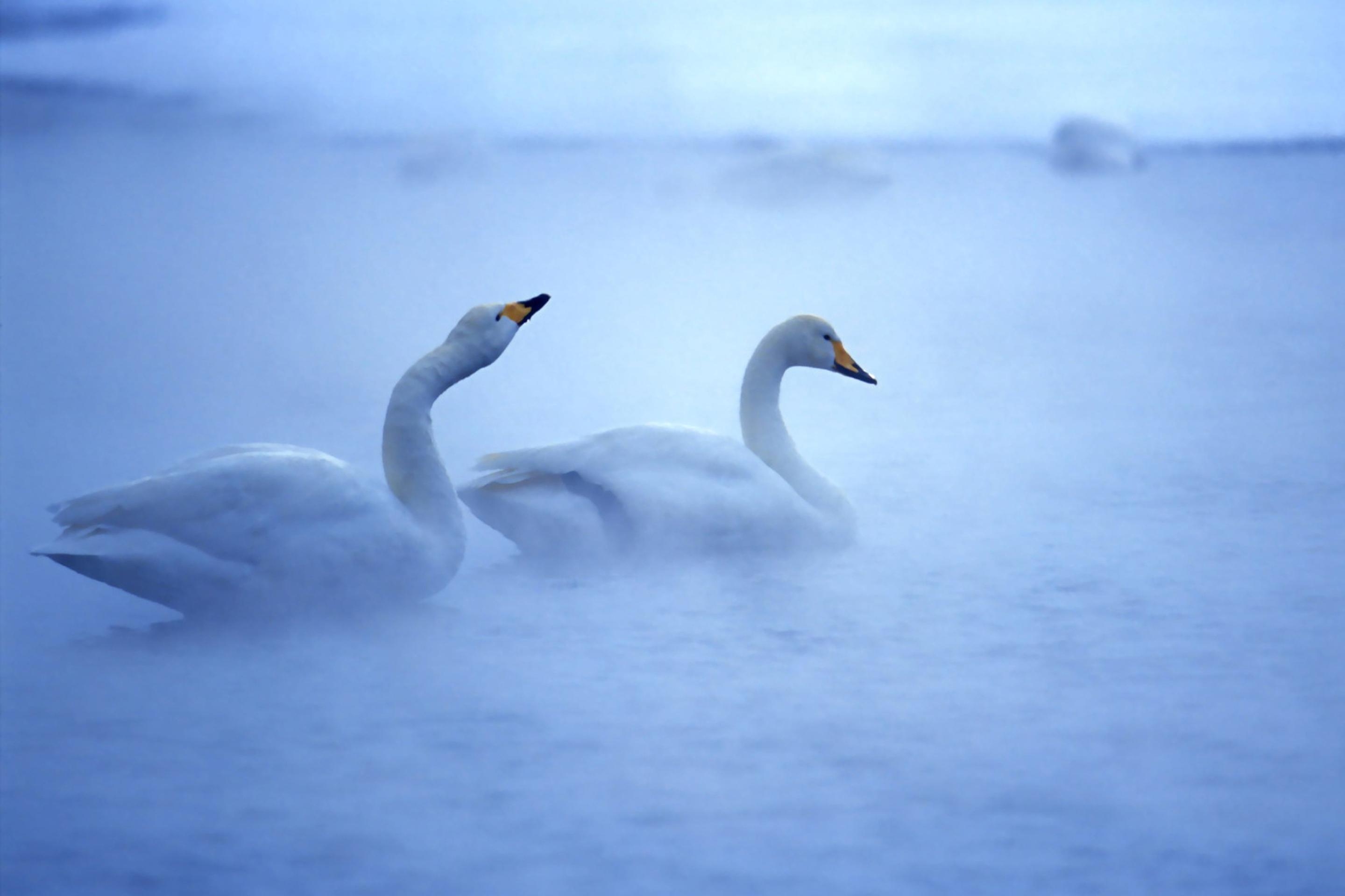 Schwan, Bild, HD, Foto, Android, 2880x1920 HD Desktop