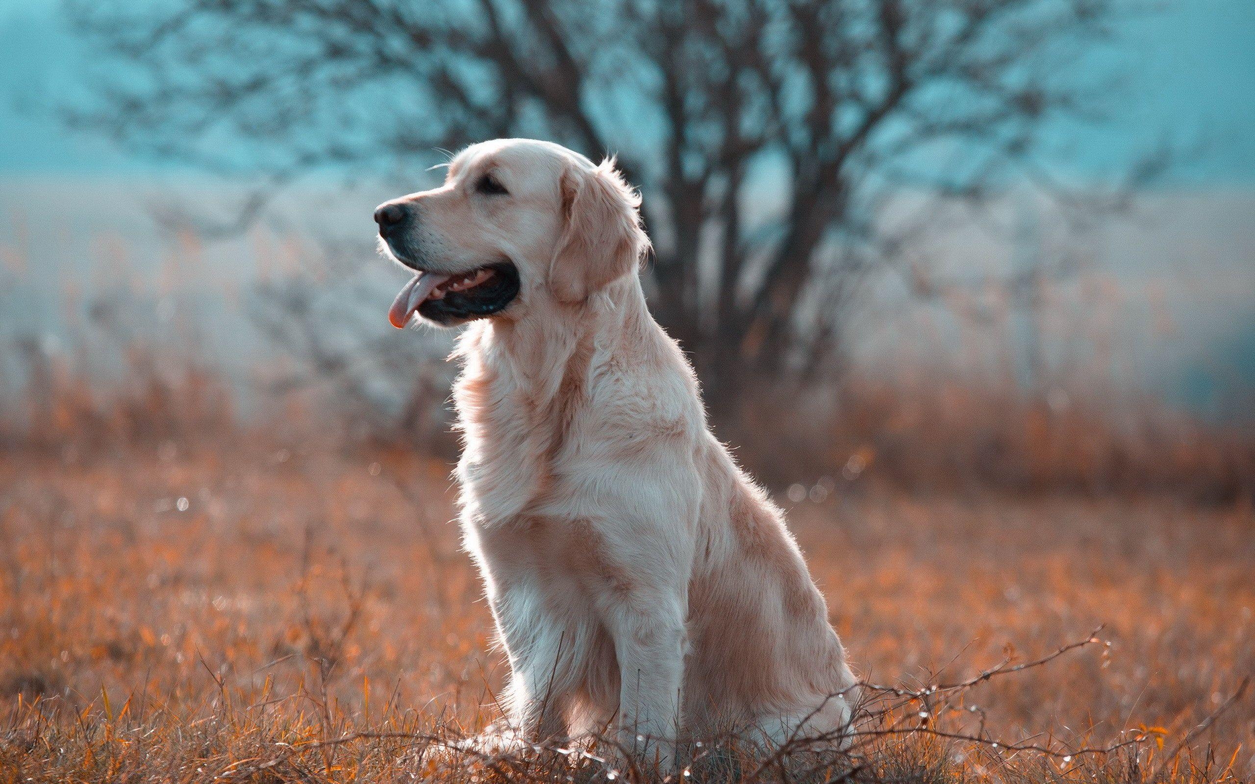 Golden Retriever, Kostenlos, Bild, Hintergrund, Tierliebe, 2560x1600 HD Desktop