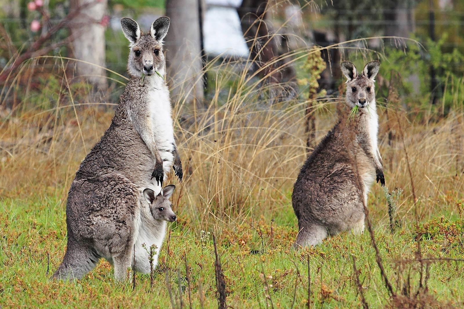 Känguru, Tiere, Australien, Natur, Hintergrund, 1600x1070 HD Desktop