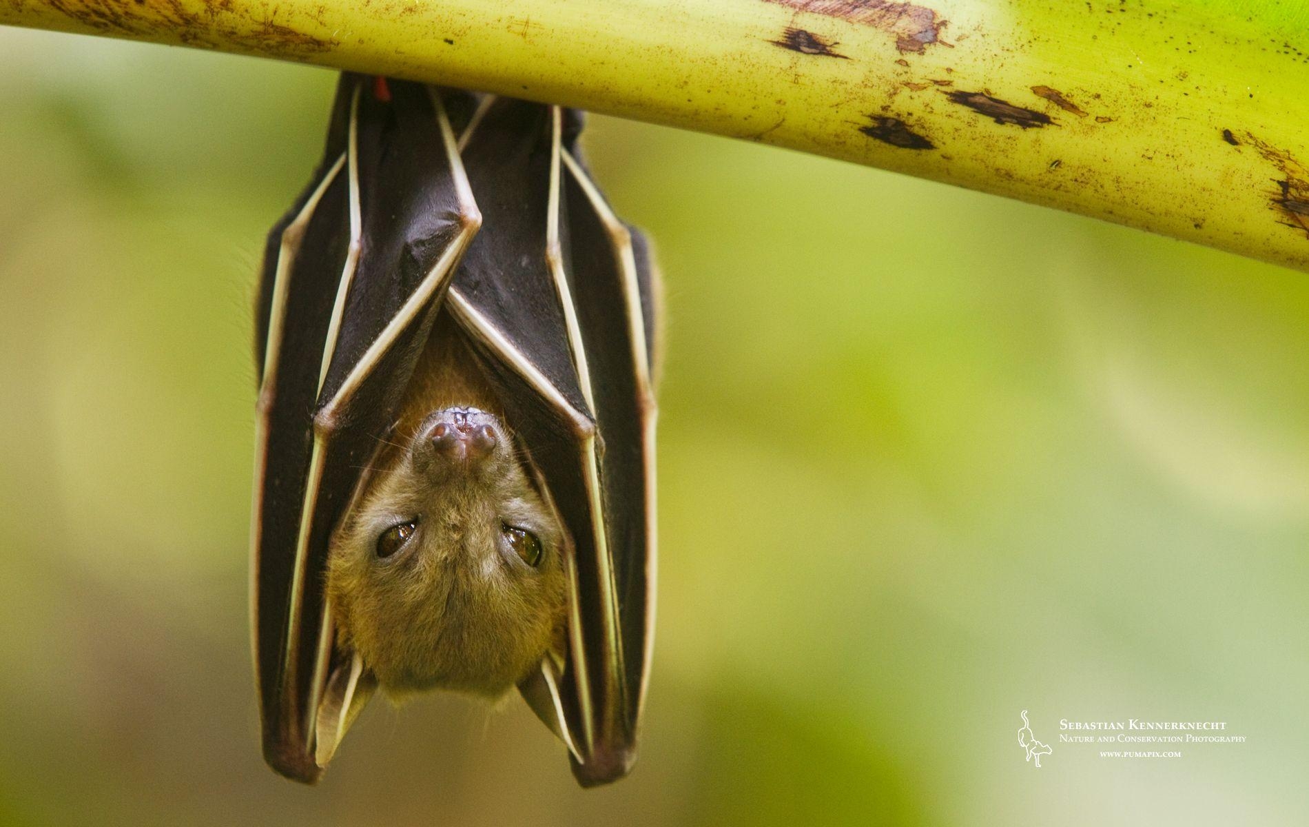 Fruchtfledermaus, Kostenlos, Kennerknecht, Bild, 1900x1200 HD Desktop