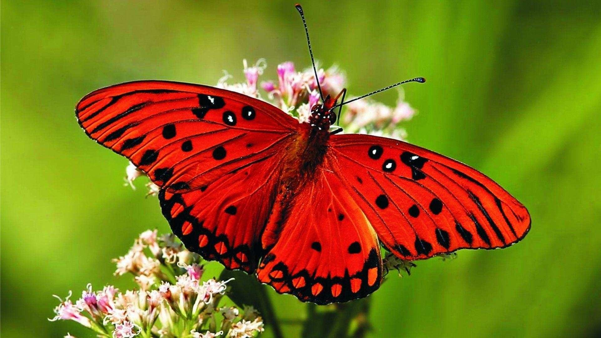 Schmetterling, HD-Bildschirm, Flügel, Natur, Farben, 1920x1080 Full HD Desktop