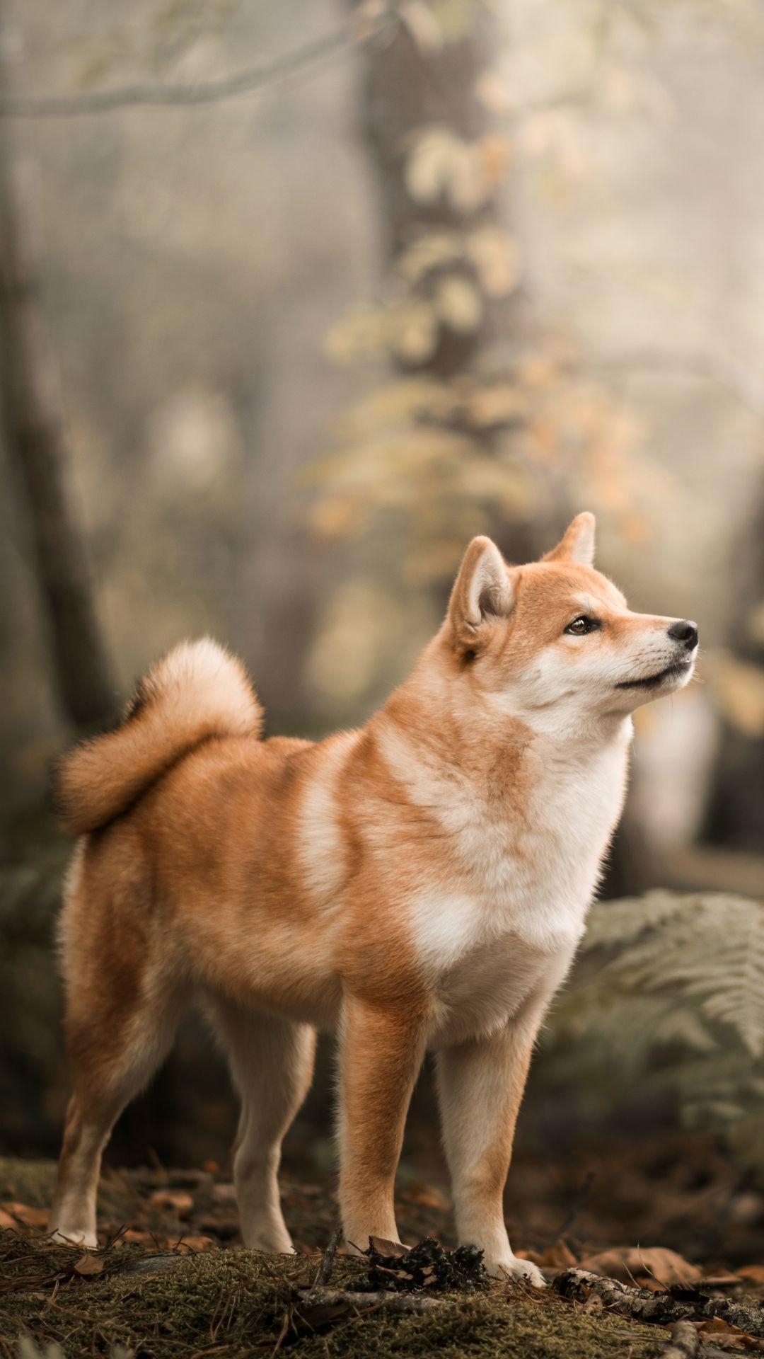 Shiba Inu, Tiere, Hund, Bild, Motiv, 1080x1920 Full HD Handy