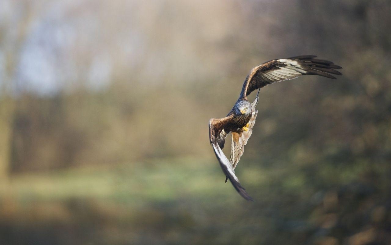 Habicht im Flug, Vogel, Natur, Raubvogel, Wildnis, 1280x810 HD Desktop