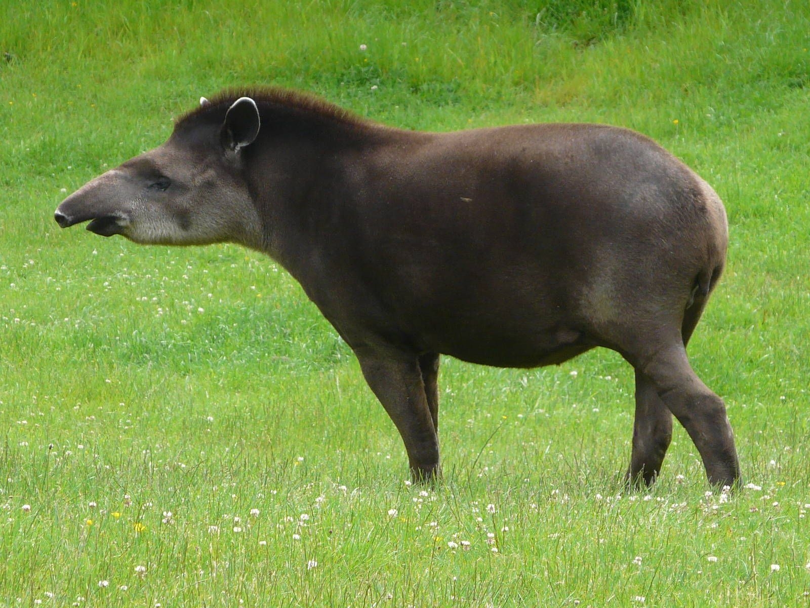 Brasilianischer Tapir, Longleat, Safari, Zoo, Abenteuer, 1600x1200 HD Desktop