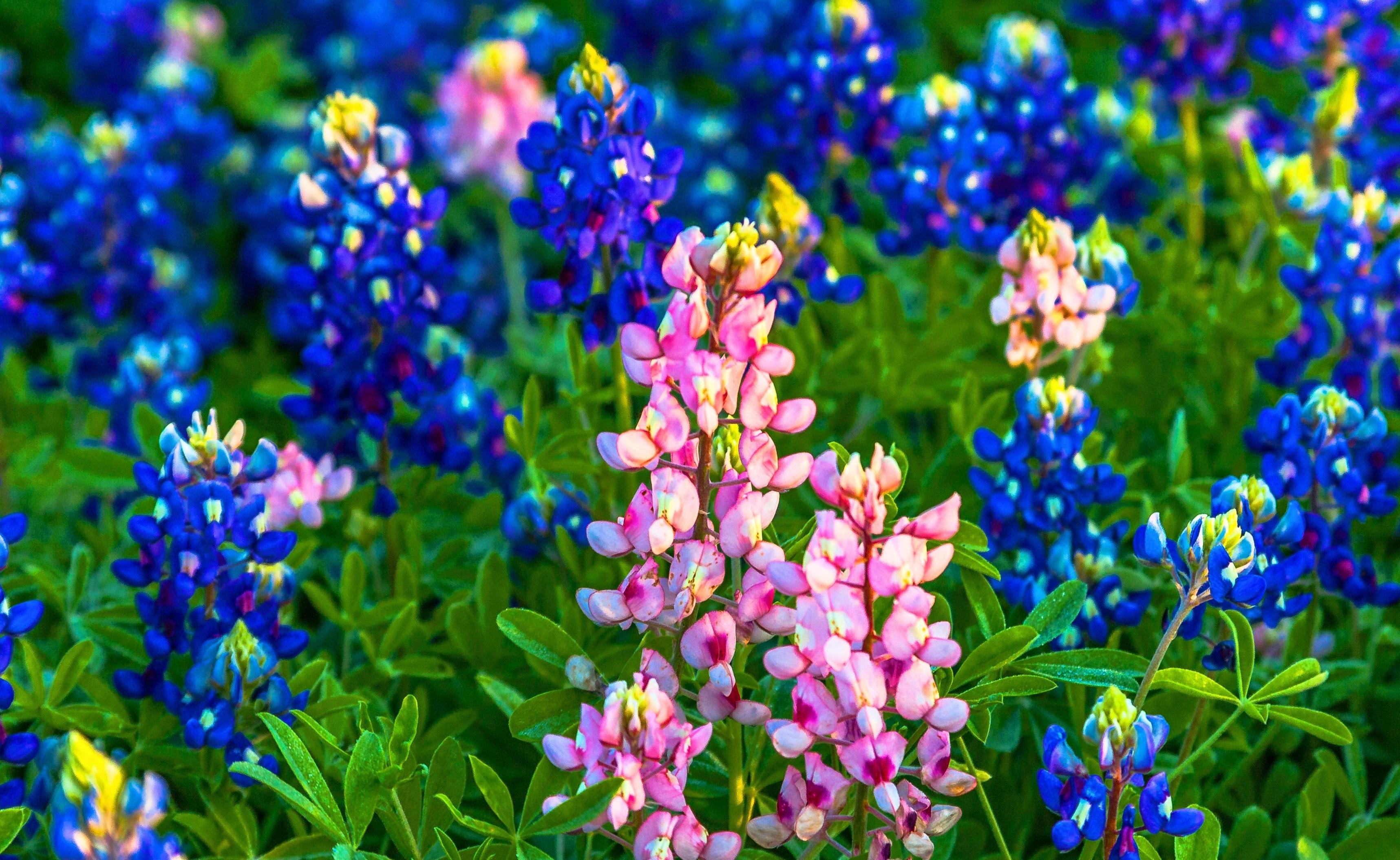 Bluebonnet, Natur, HD, Landschaft, Wildblumen, 3440x2110 HD Desktop