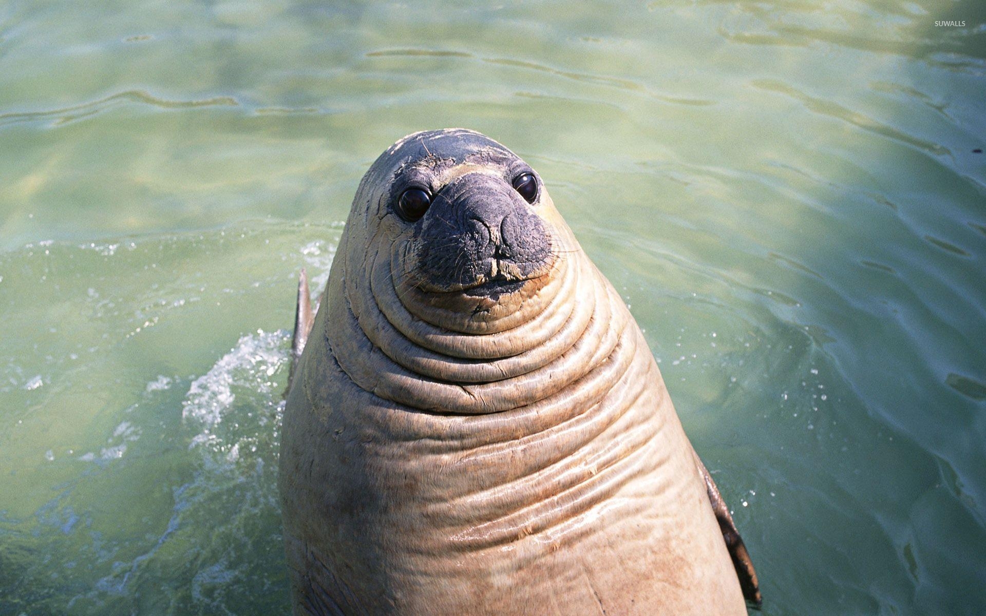 Seelöwe, Bild, Hintergrund, Meer, Säugetier, 1920x1200 HD Desktop