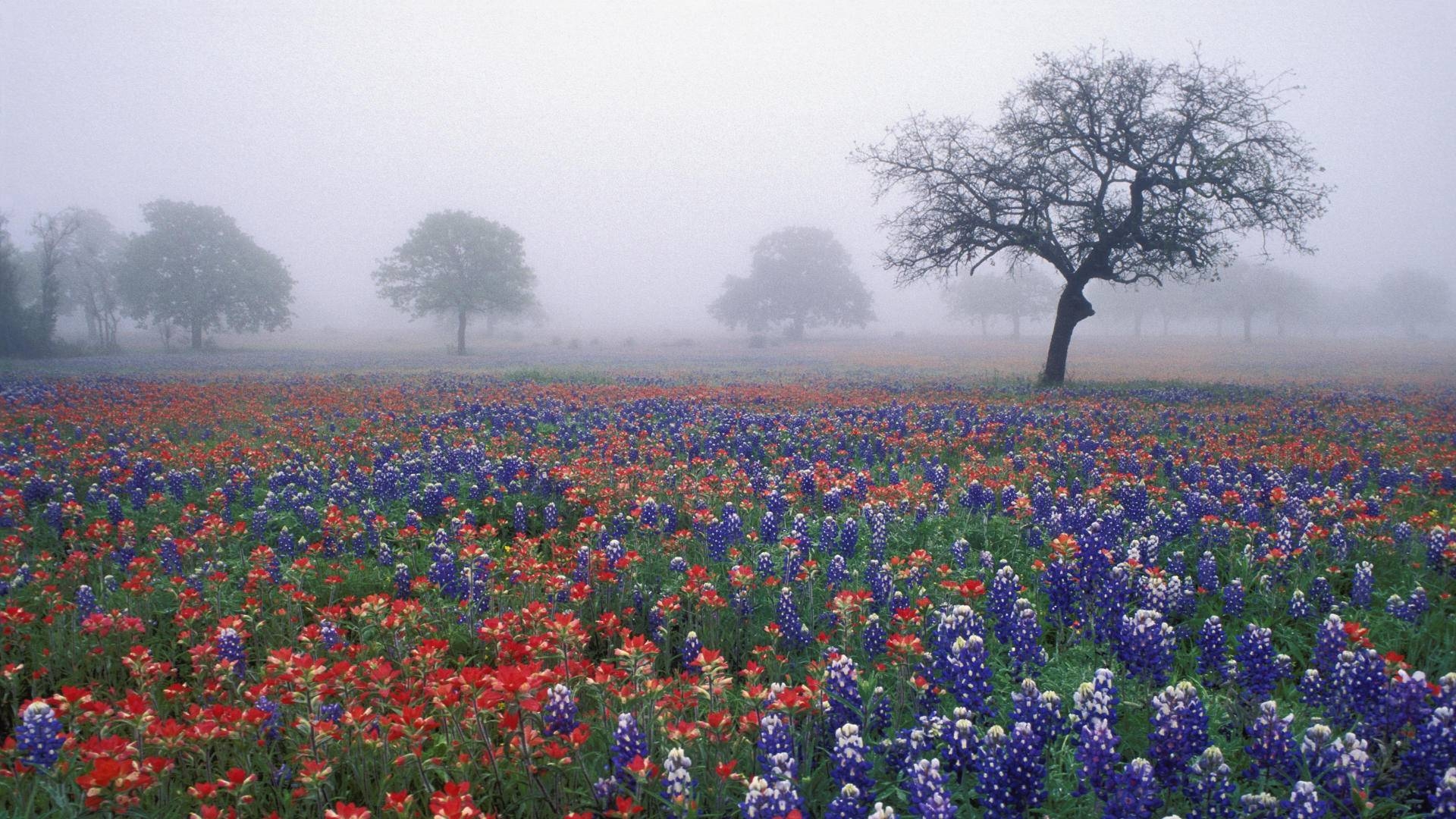 Texas, Landschaft, Natur, USA, Hintergrund, 1920x1080 Full HD Desktop