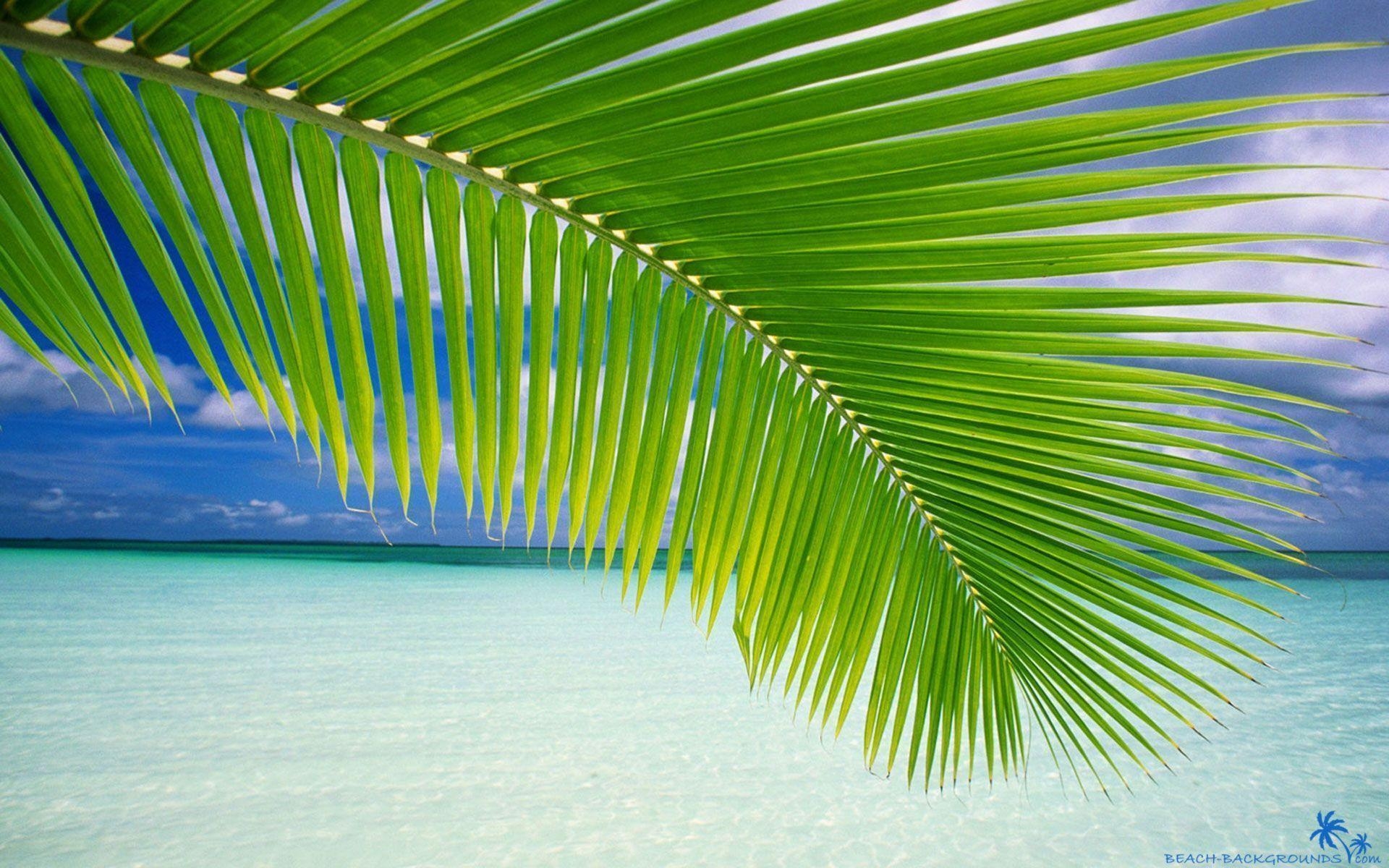 Palmen, Natur, Hintergrundbild, Exotische Bäume, 1920x1200 HD Desktop