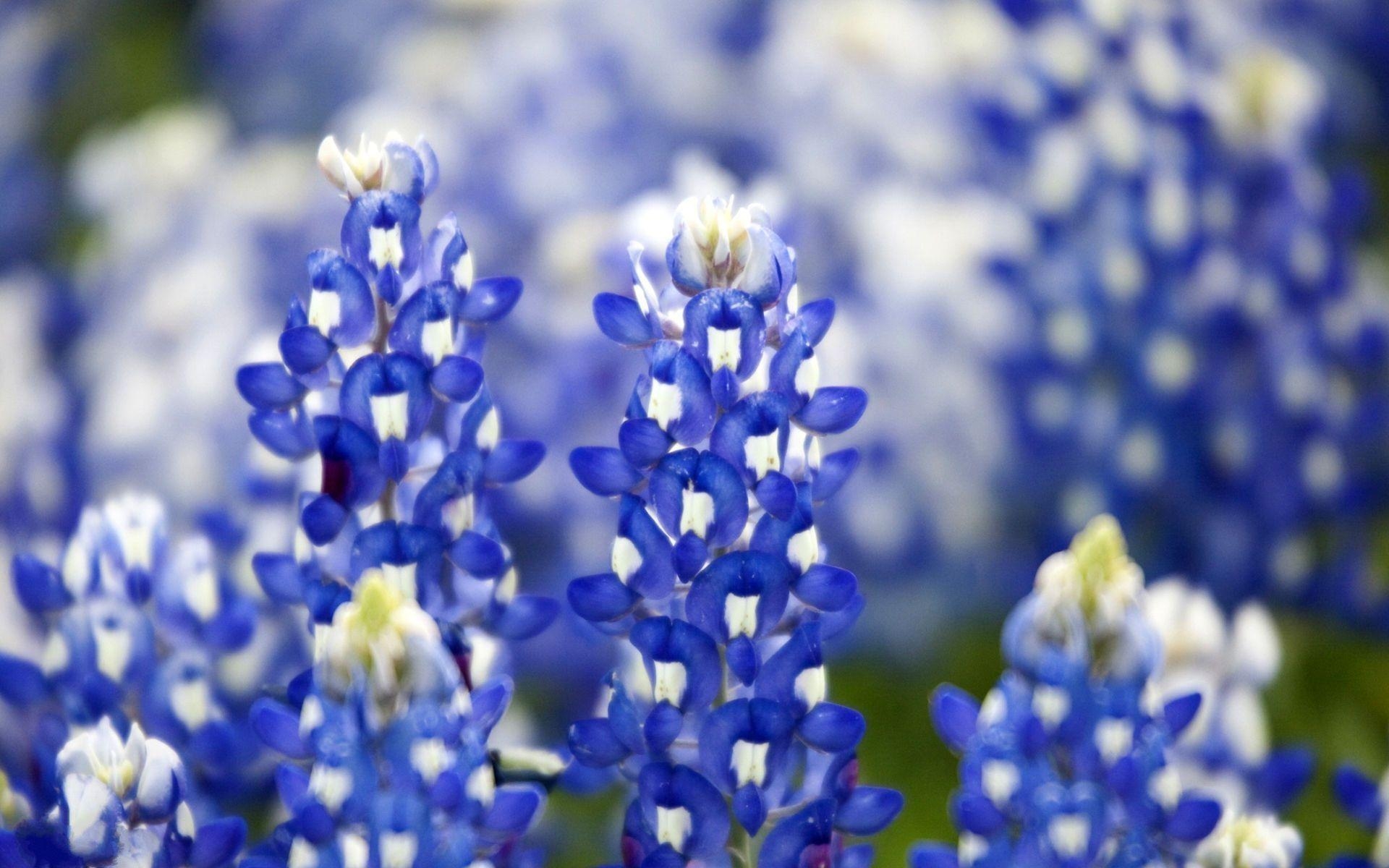 Bluebonnet, HD, Blumenpracht, Texas, Naturkulisse, 1920x1200 HD Desktop