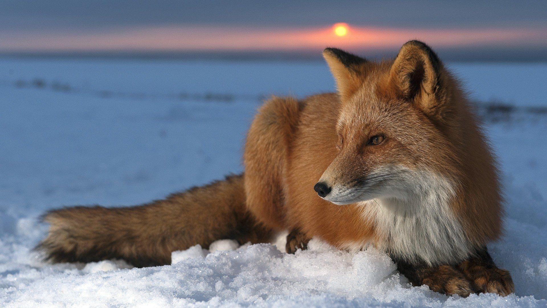 Fuchs, HD Bild, Hintergrund, Tierwelt, Tierfotografie, 1920x1080 Full HD Desktop