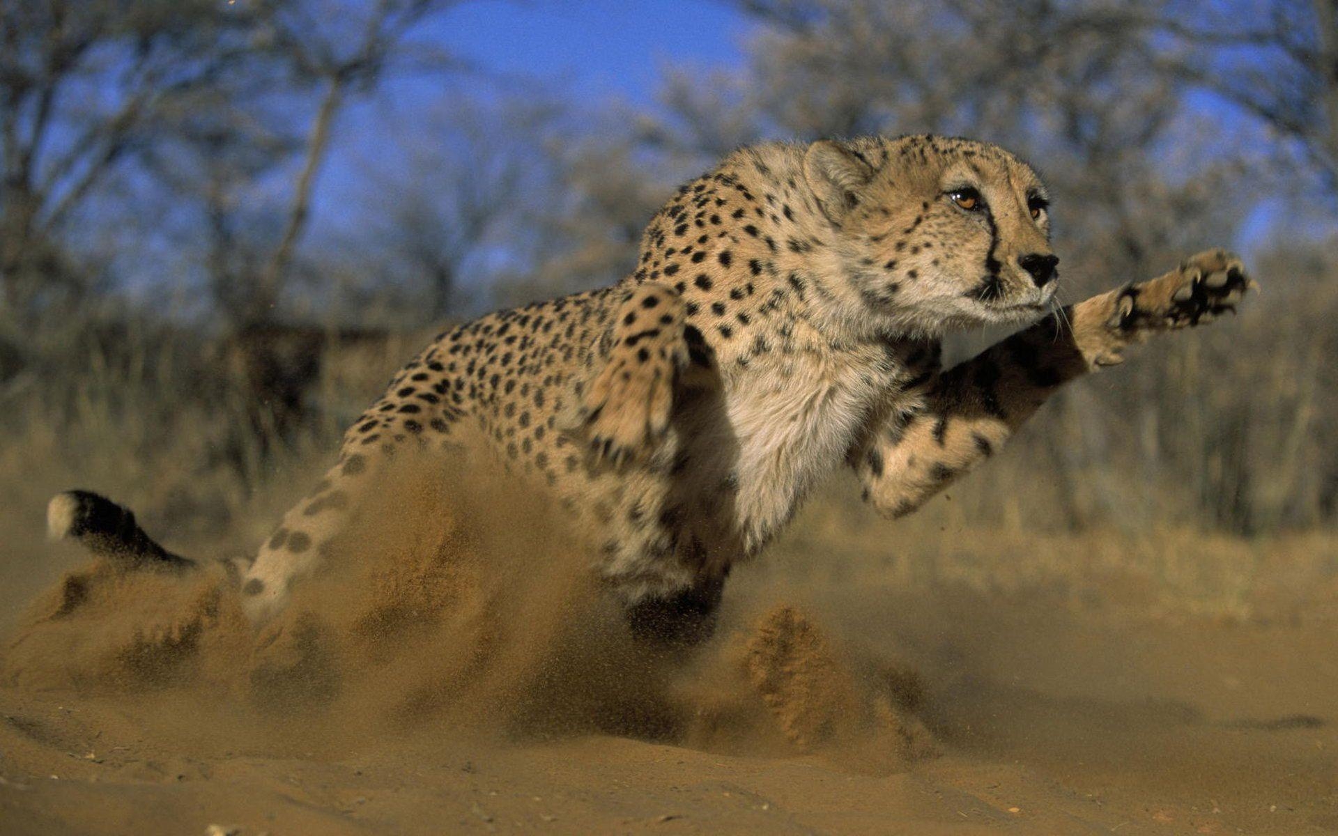 Gepard, Tiere, HD, Schnelligkeit, Bild, 1920x1200 HD Desktop