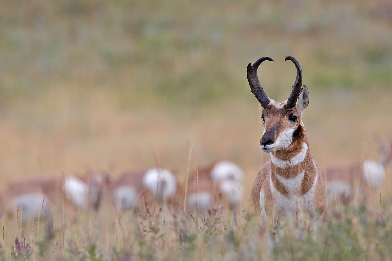 Antilope, natürlicher Lebensraum, prachtvoll, HD, 1500x1000 HD Desktop