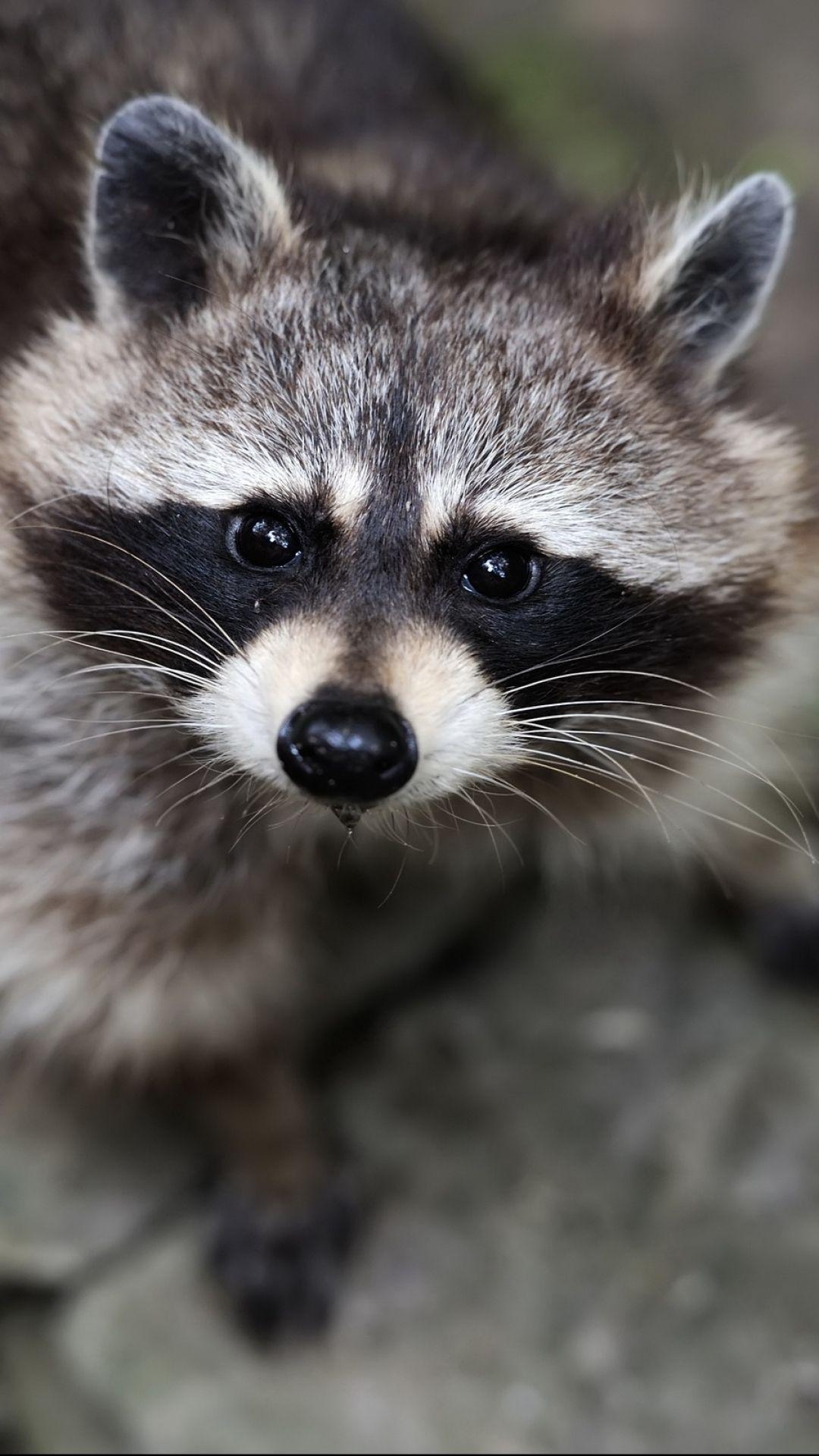 Tierwaschbär, Hintergrund, Natur, Wald, Tiere, 1080x1920 Full HD Handy