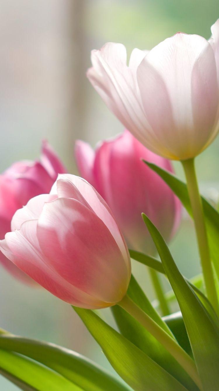 Tulpe Natur, Erde, Hintergrund, Blume, Frühling, 750x1340 HD Handy