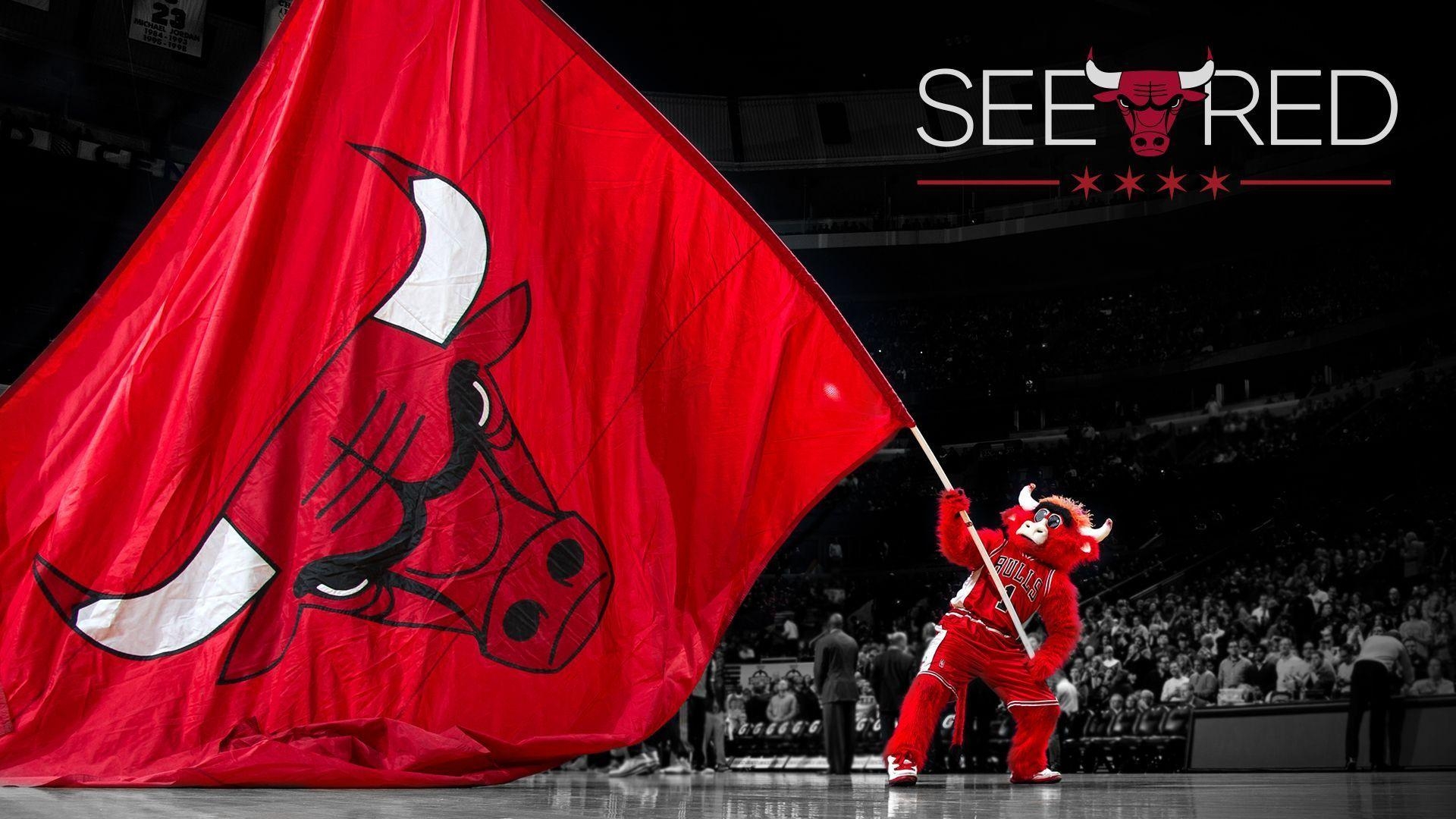 Chicago Bulls, Hochauflösend, Sandee Lieu, Basketball, Team, 1920x1080 Full HD Desktop