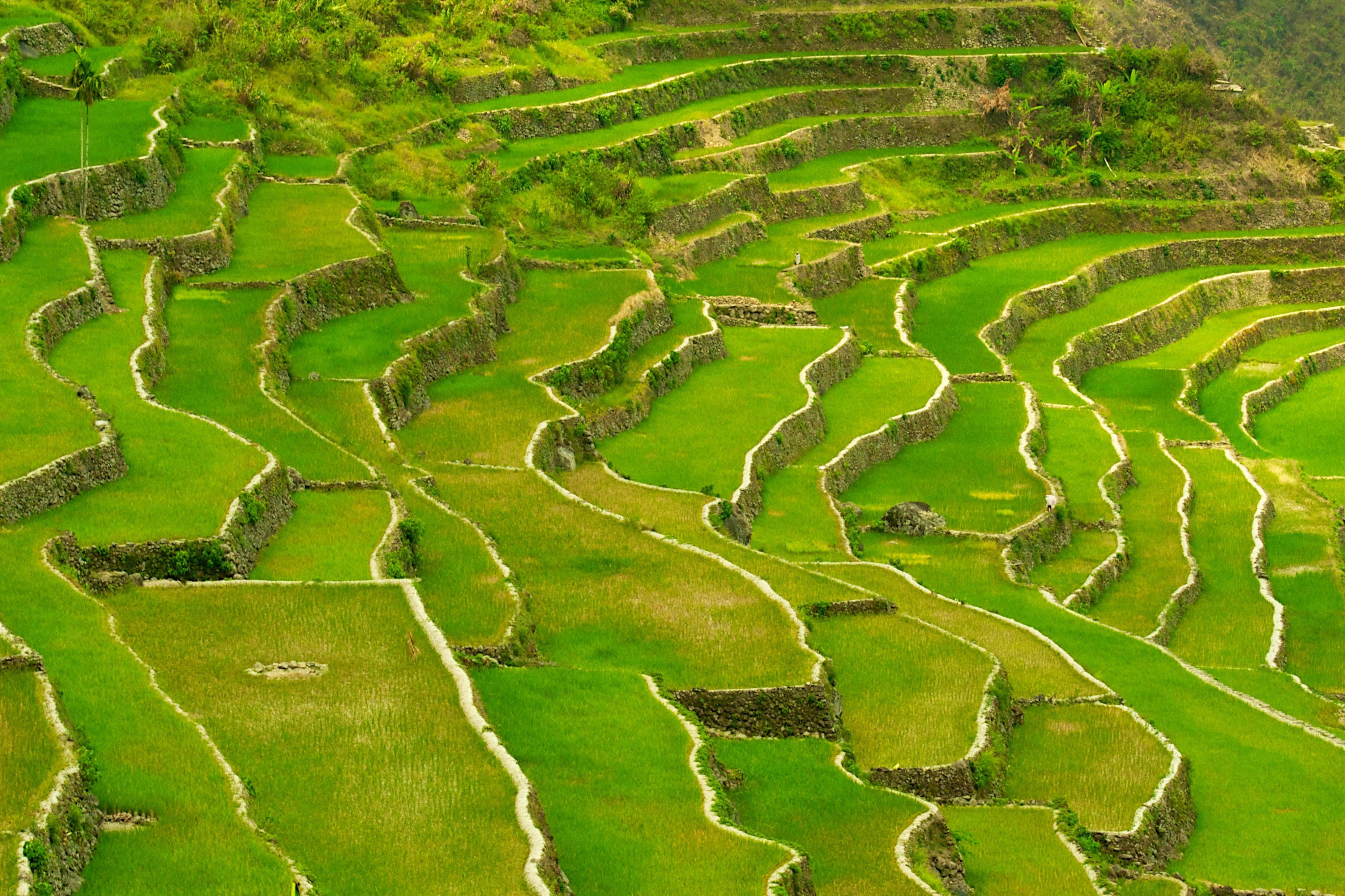 Batad, Reis, Banaue, Terrassen, Kulturelles Erbe, 3720x2480 4K Desktop